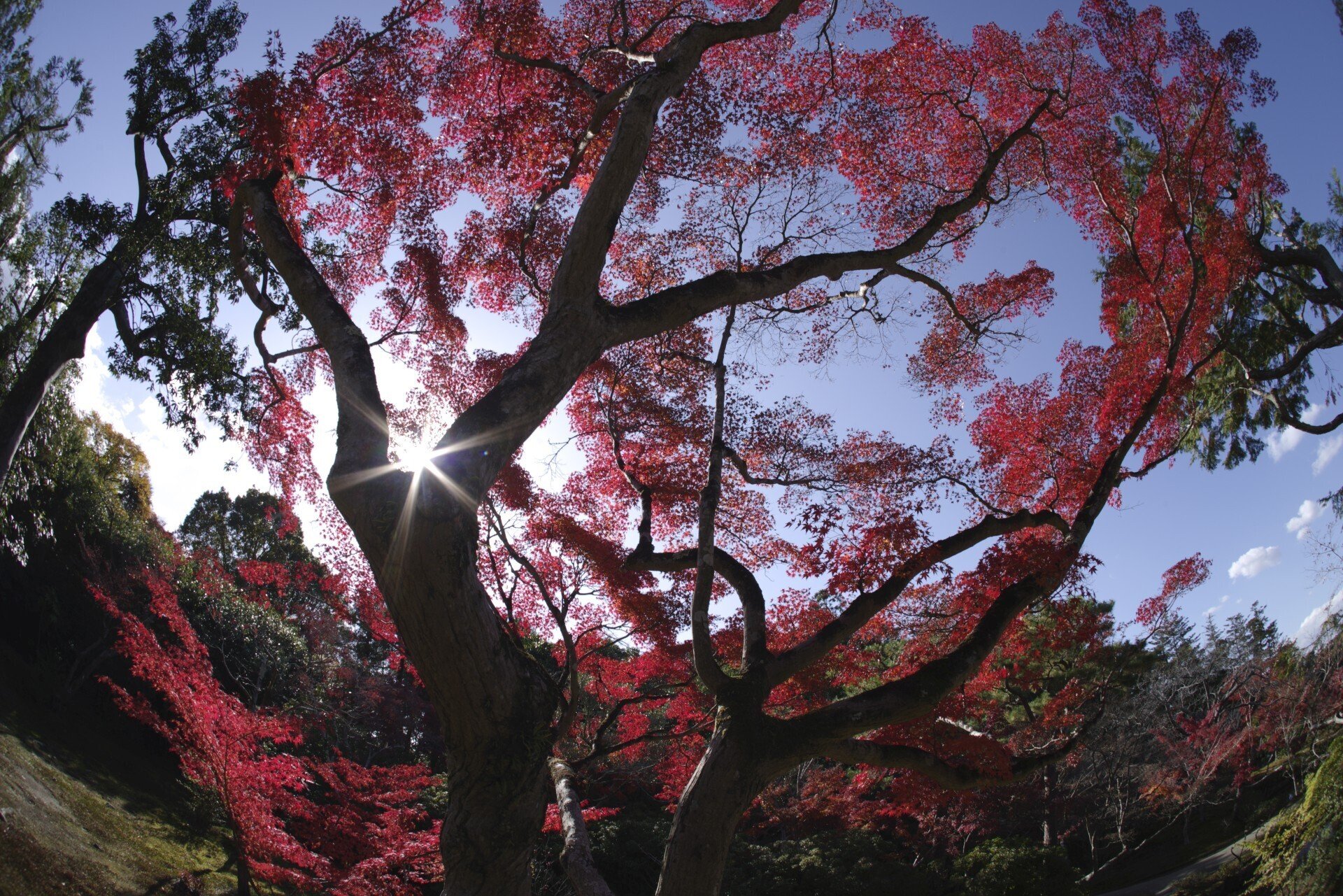 ぎょがーんin Nara (smc PENTAX-F Fish-Eye 17-28mmF3.5-4.5)｜夢望庵