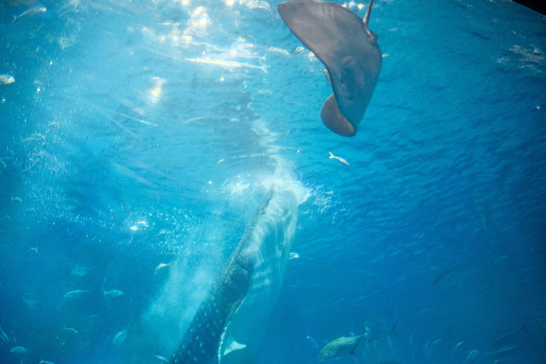 美ら海水族館で、ジンベイザメの餌やりを見てきた。｜高井司｜沖縄に来