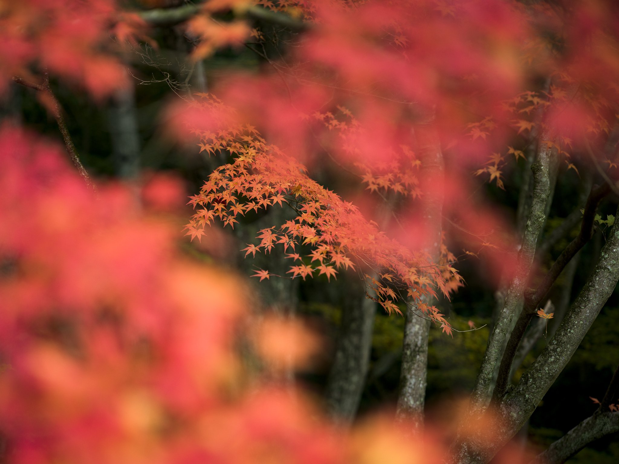 オレンジ…HASSELBLAD X2D 100C + XCD90mmF2.5V｜YUTA録