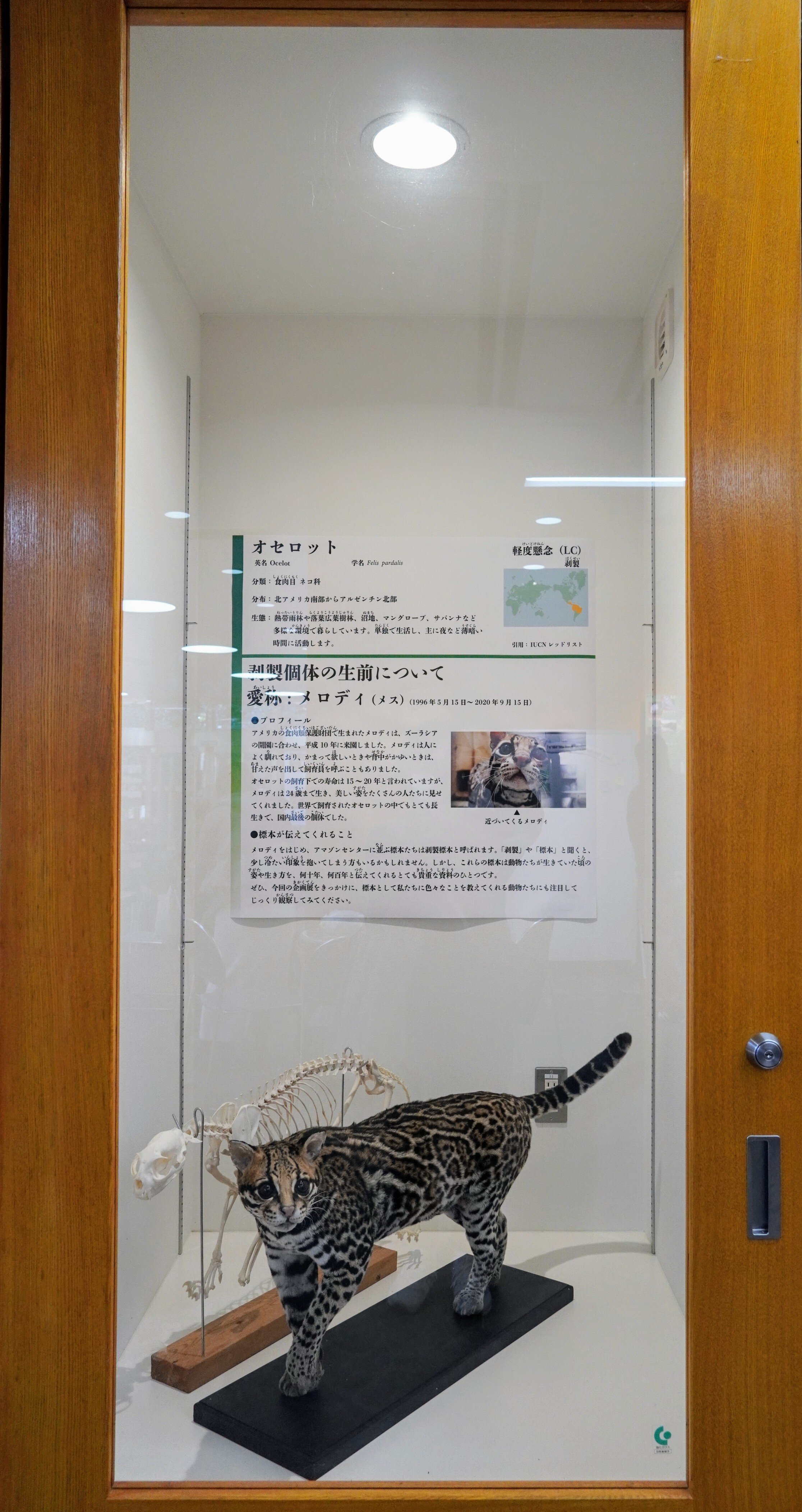 よこはま動物園ズーラシア①2024年12月4日｜うそそ（カワウソ