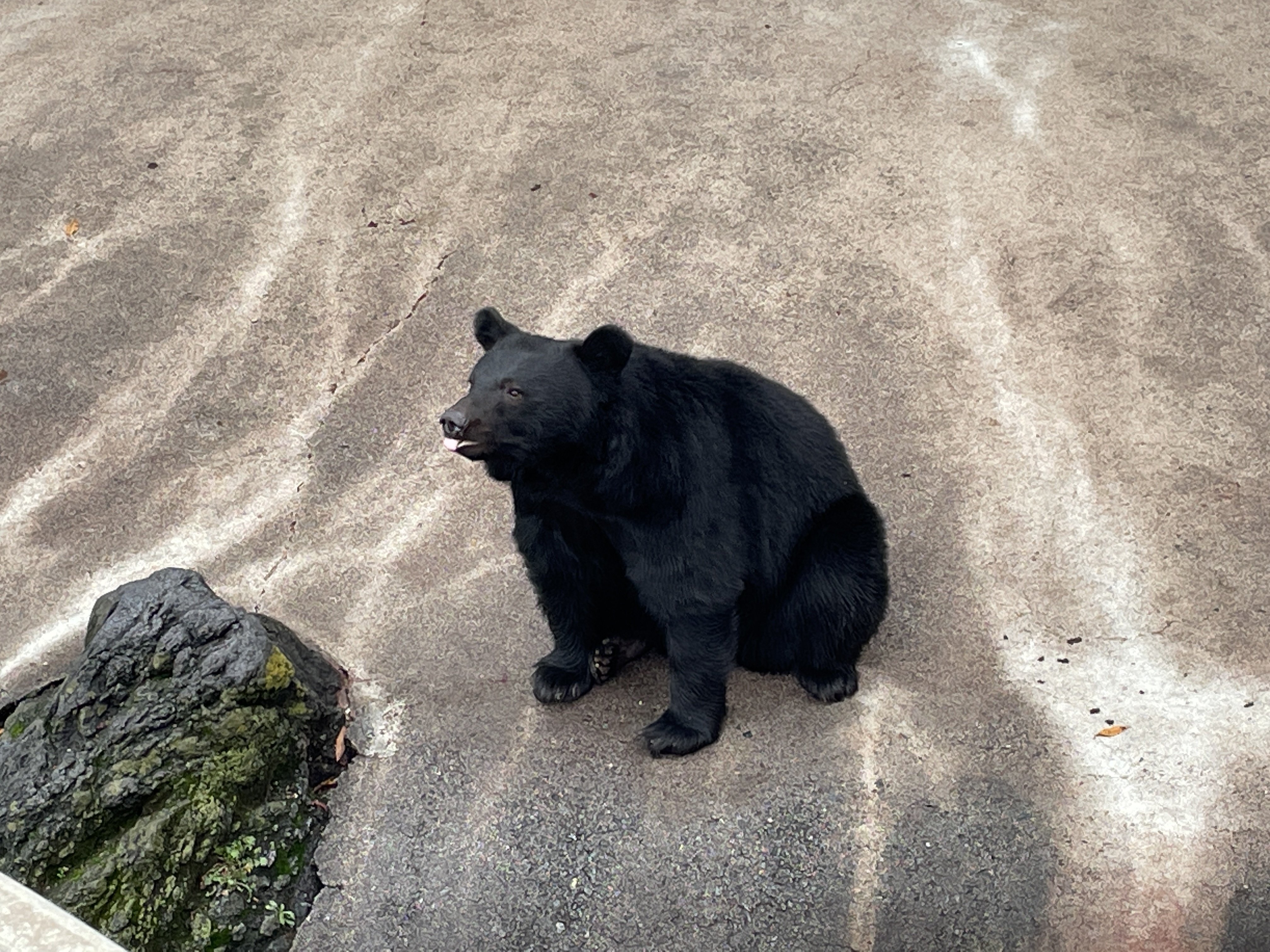 クマ好きさんと繋がりたい 🐻｜たけべ ともこ