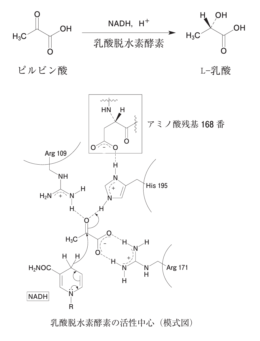 アミノ酸科学の最前線 基礎研究を活かした応用戦略 アミノ酸科学の最前線 基礎研究を活かした応用戦略/シ-エムシ