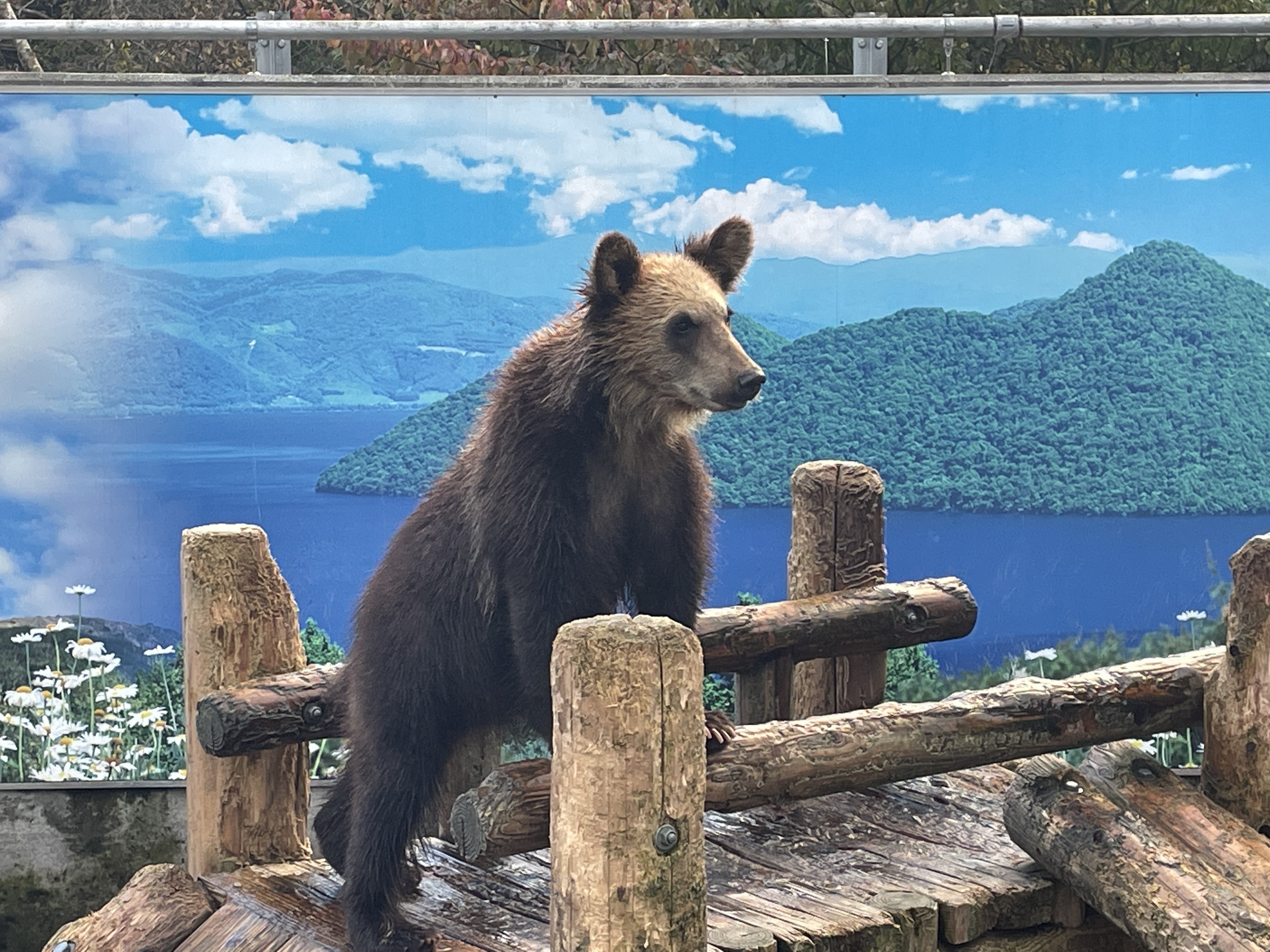 【くまいずみ】〜９月分お取り置き〜 岩手：居座るクマにらみ合い 県警駆除チーム初出動 岩泉ライフル発砲