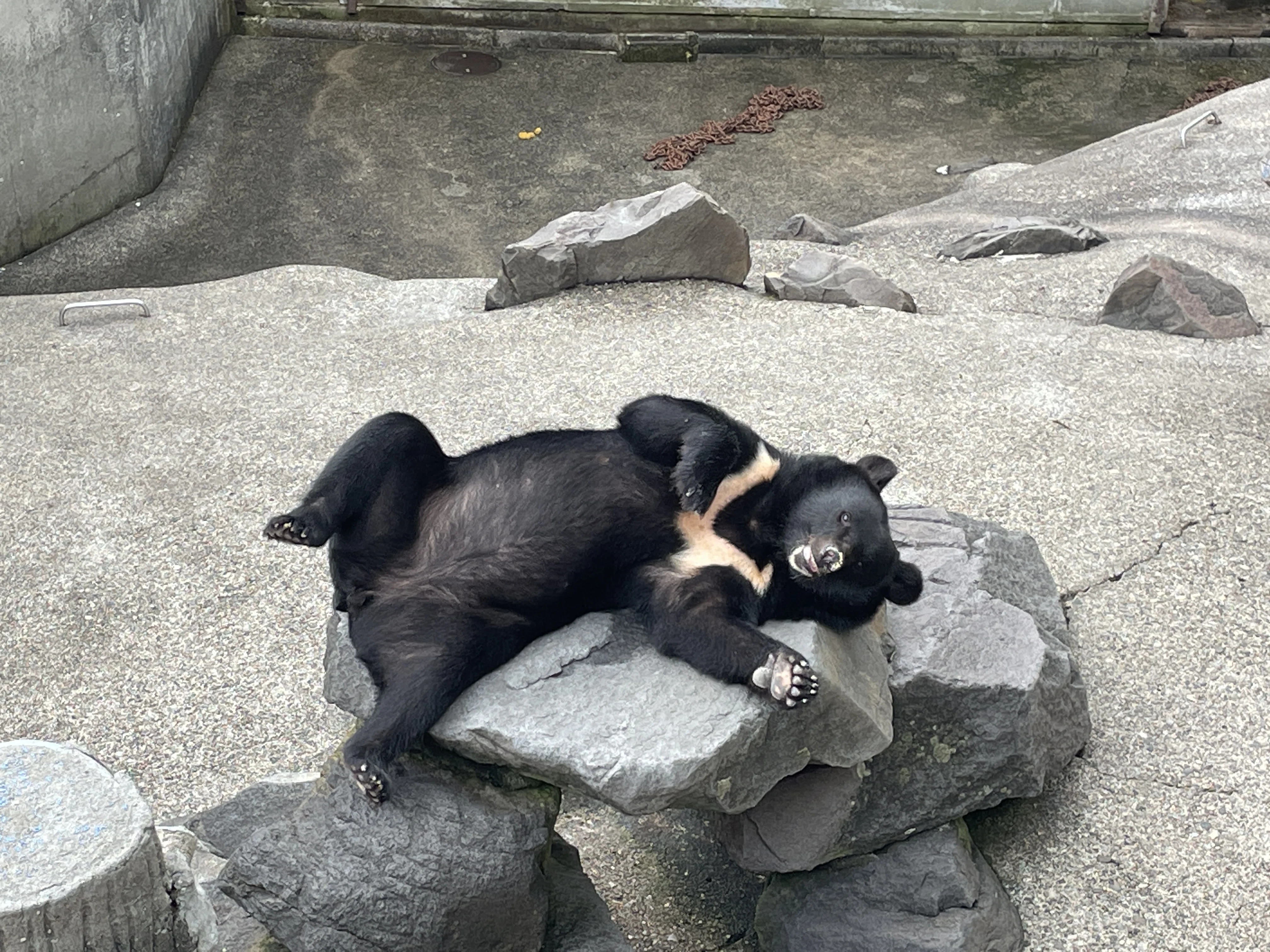 クマ好きさんと繋がりたい 🐻｜たけべ ともこ