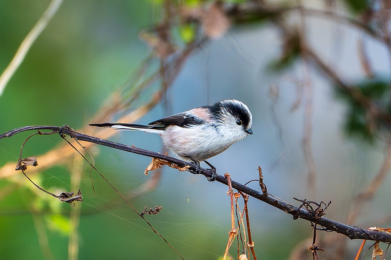 すずめ雀 Thomas様専用 Thomas | (緑色新版) 5分で覚えて一晩遊べる