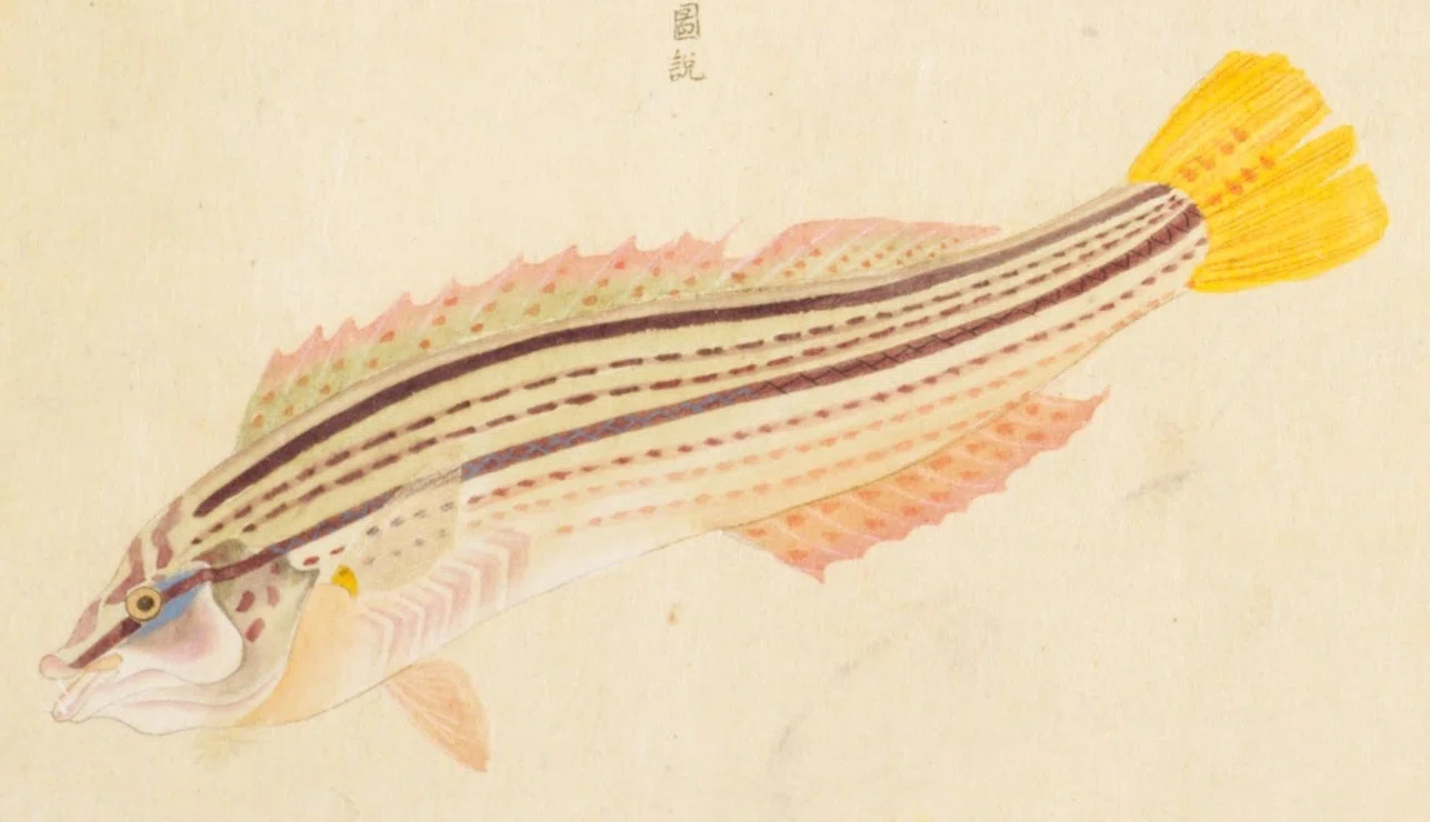 梅園魚品図正】(54) 鞋底魚（牛ノ舌）／くさび｜mominaina