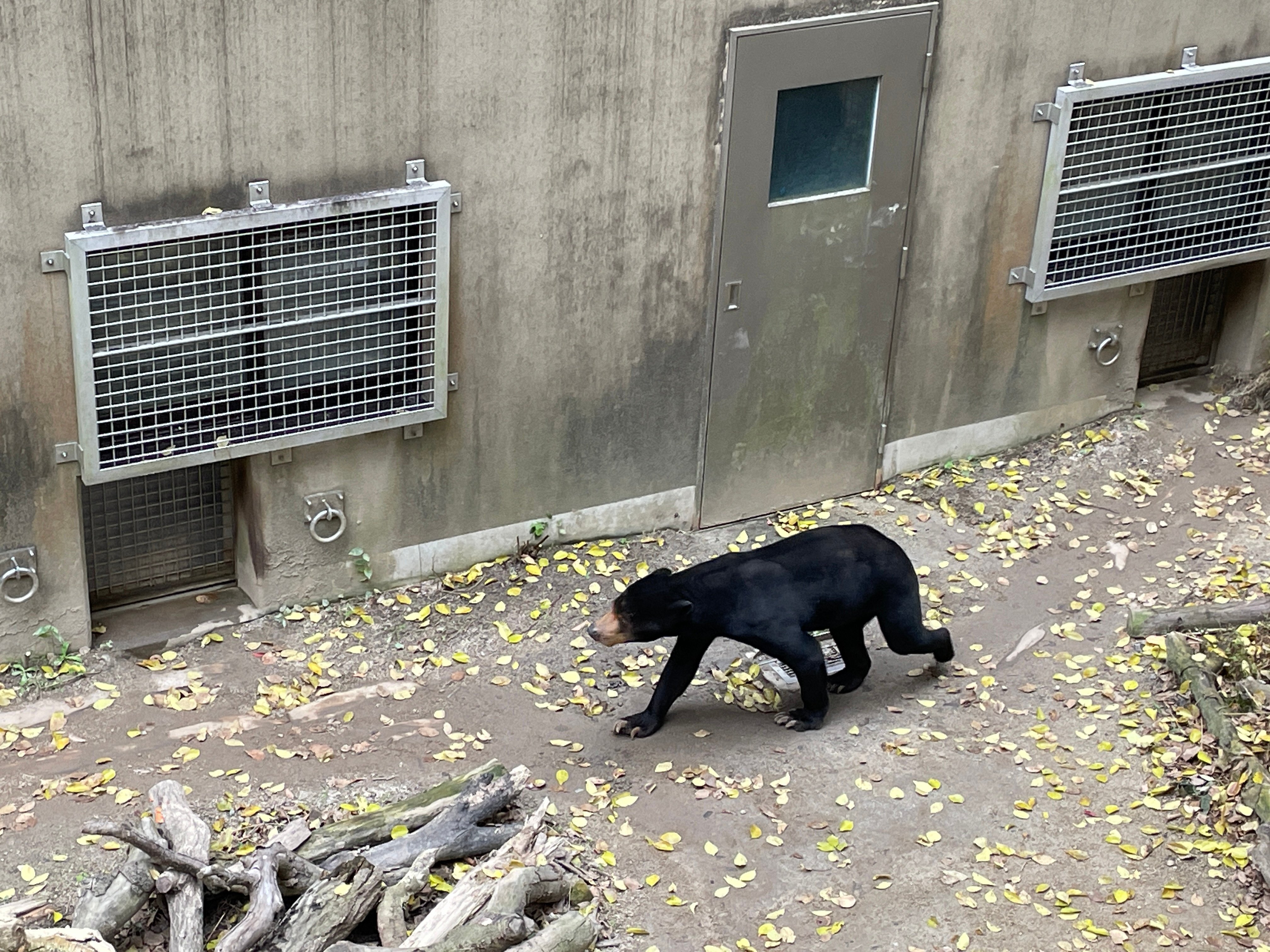 クマ好きさんと繋がりたい 🐻｜たけべ ともこ