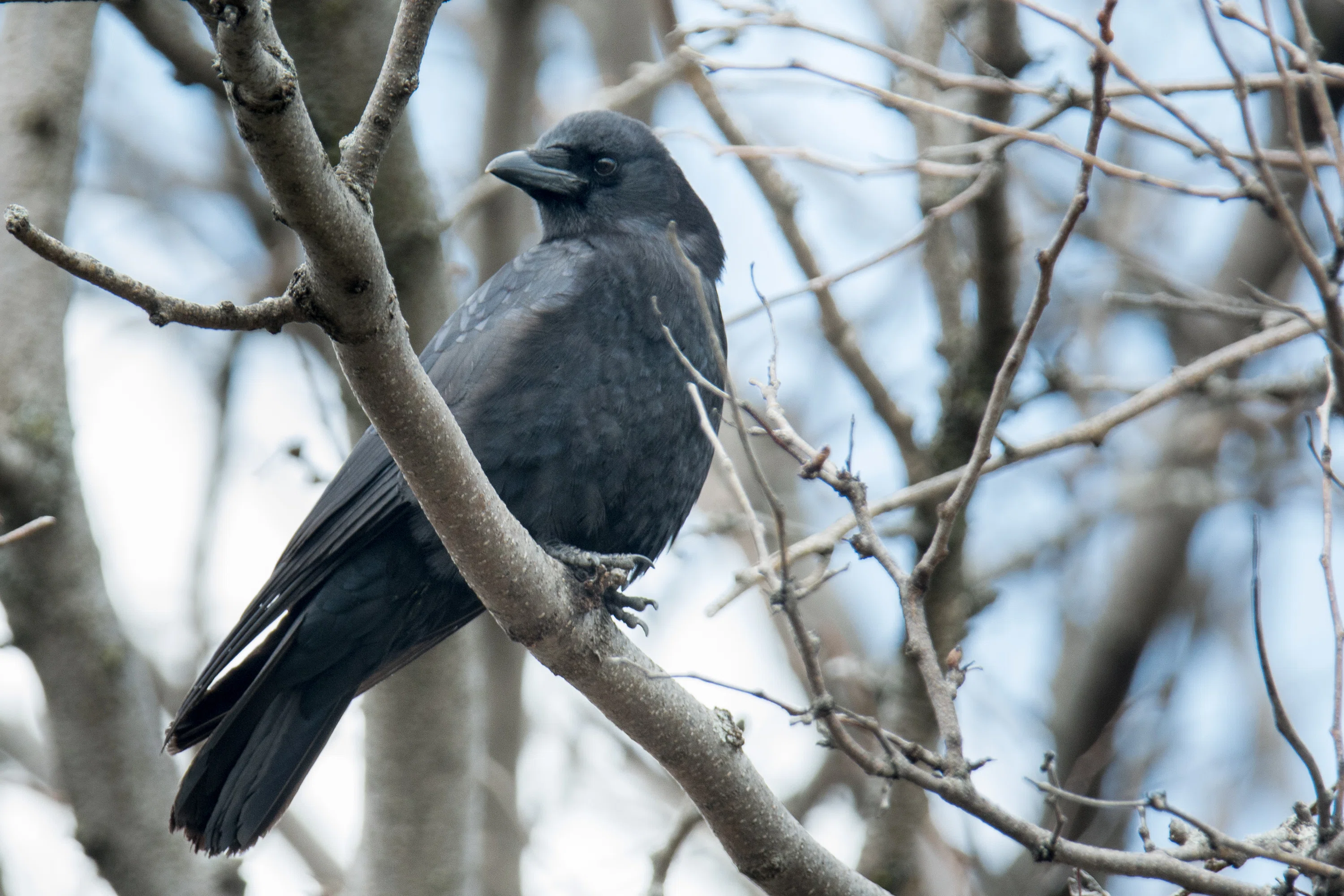 シカゴでバードウォッチング！】 American Crow アメリカガラス｜ローリー