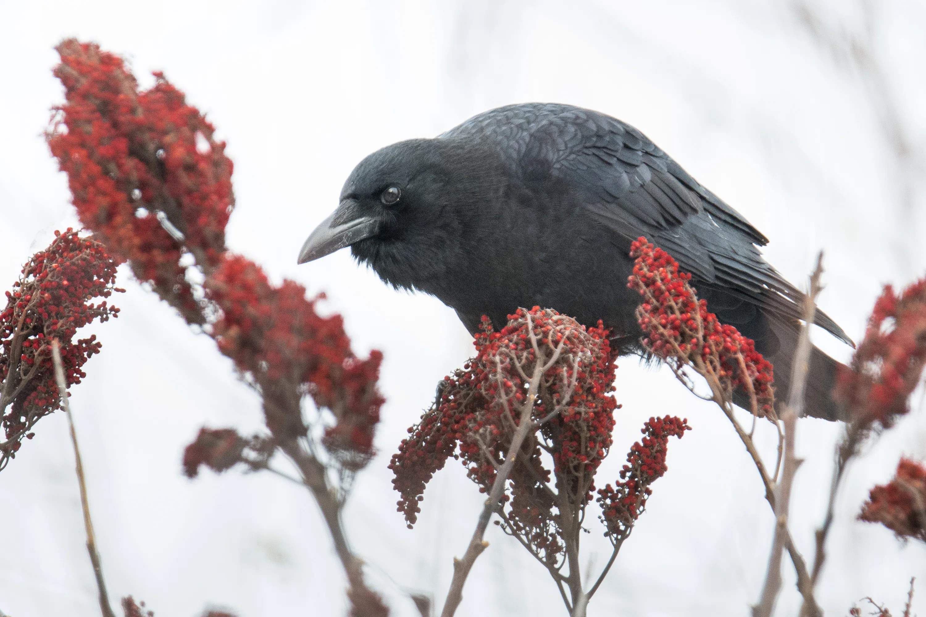 シカゴでバードウォッチング！】 American Crow アメリカガラス｜ローリー
