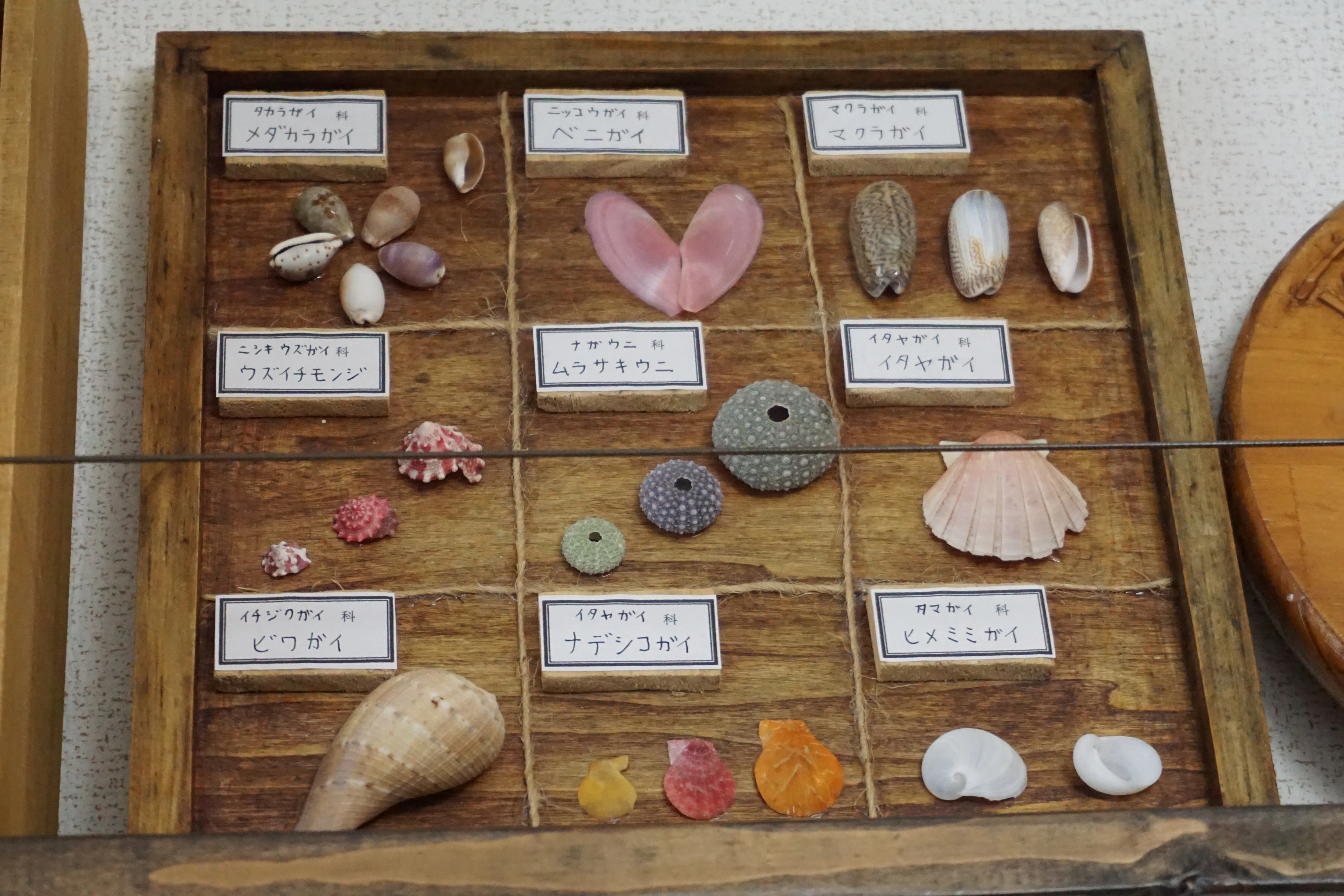 20 貝殻アートでこどもたちを海の冒険へと誘う「タツノオトシゴ」さん