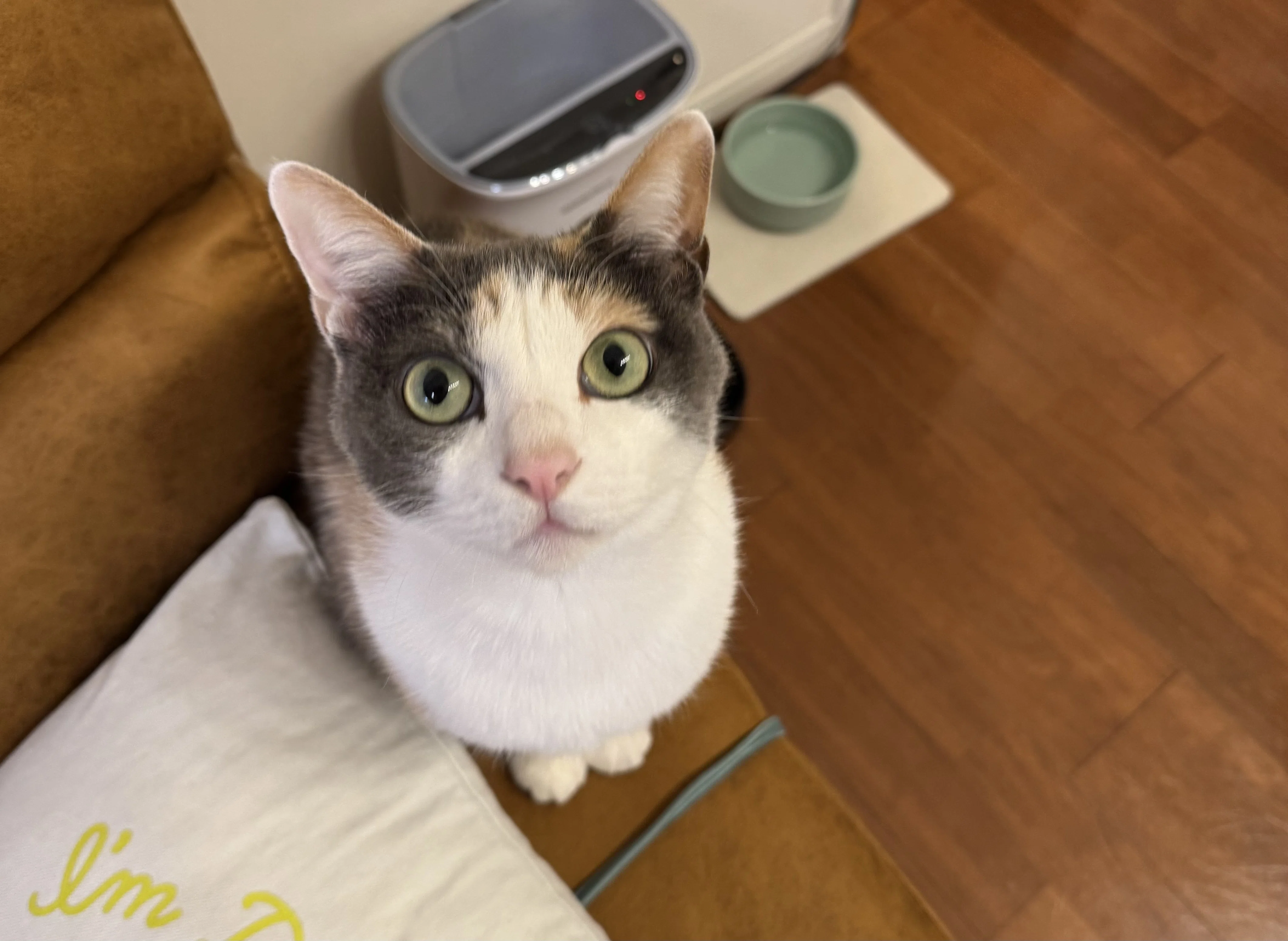 罪悪感ゼロの猫ちゃんピューレ「にゃっち」の開発ストーリー｜愛犬愛猫