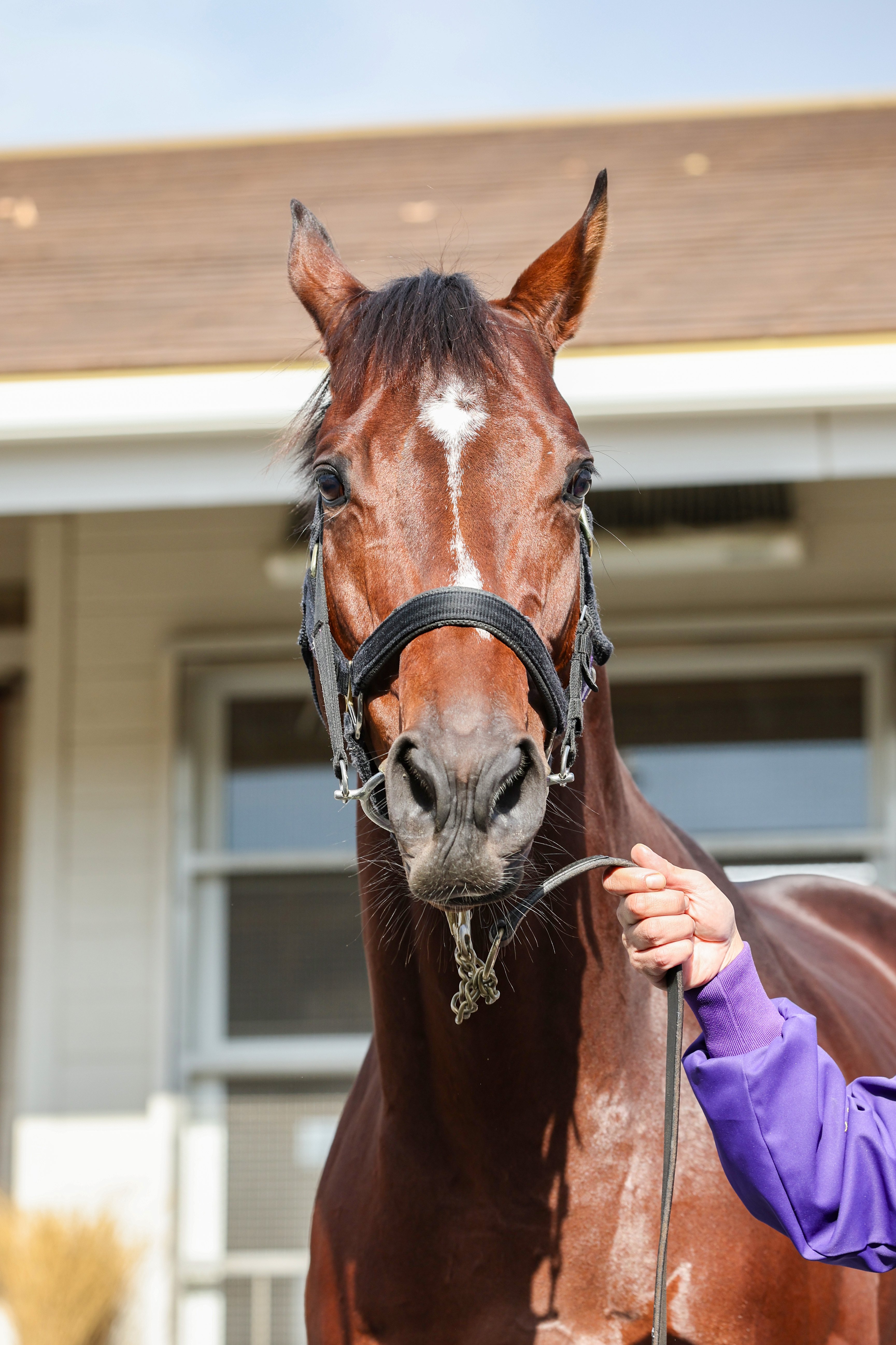 よく食べ、よく走る ～ドウデュース～｜競馬ブック
