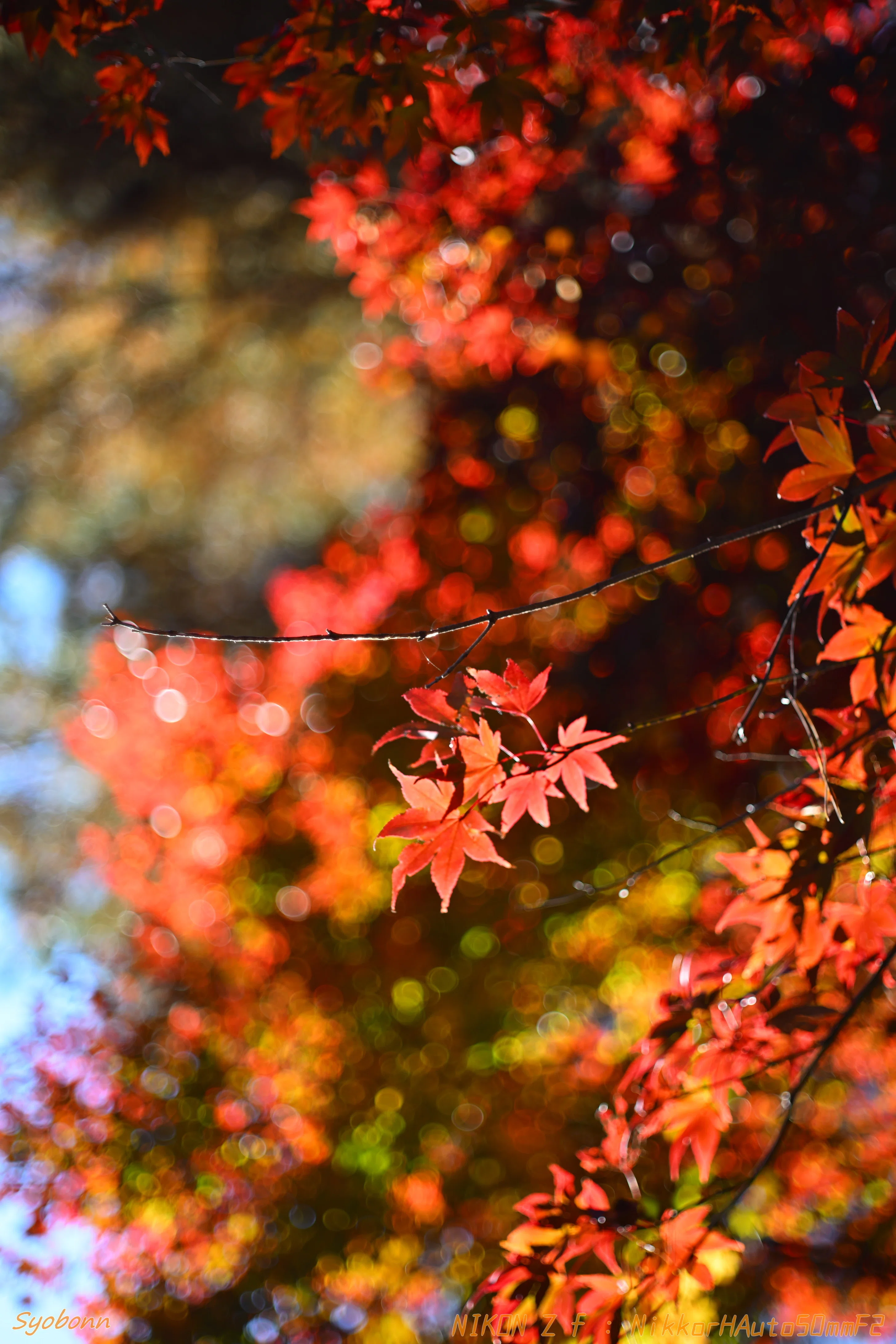 オールドニッコールで紅葉スナップ #112_2411｜(´・ω・｀)