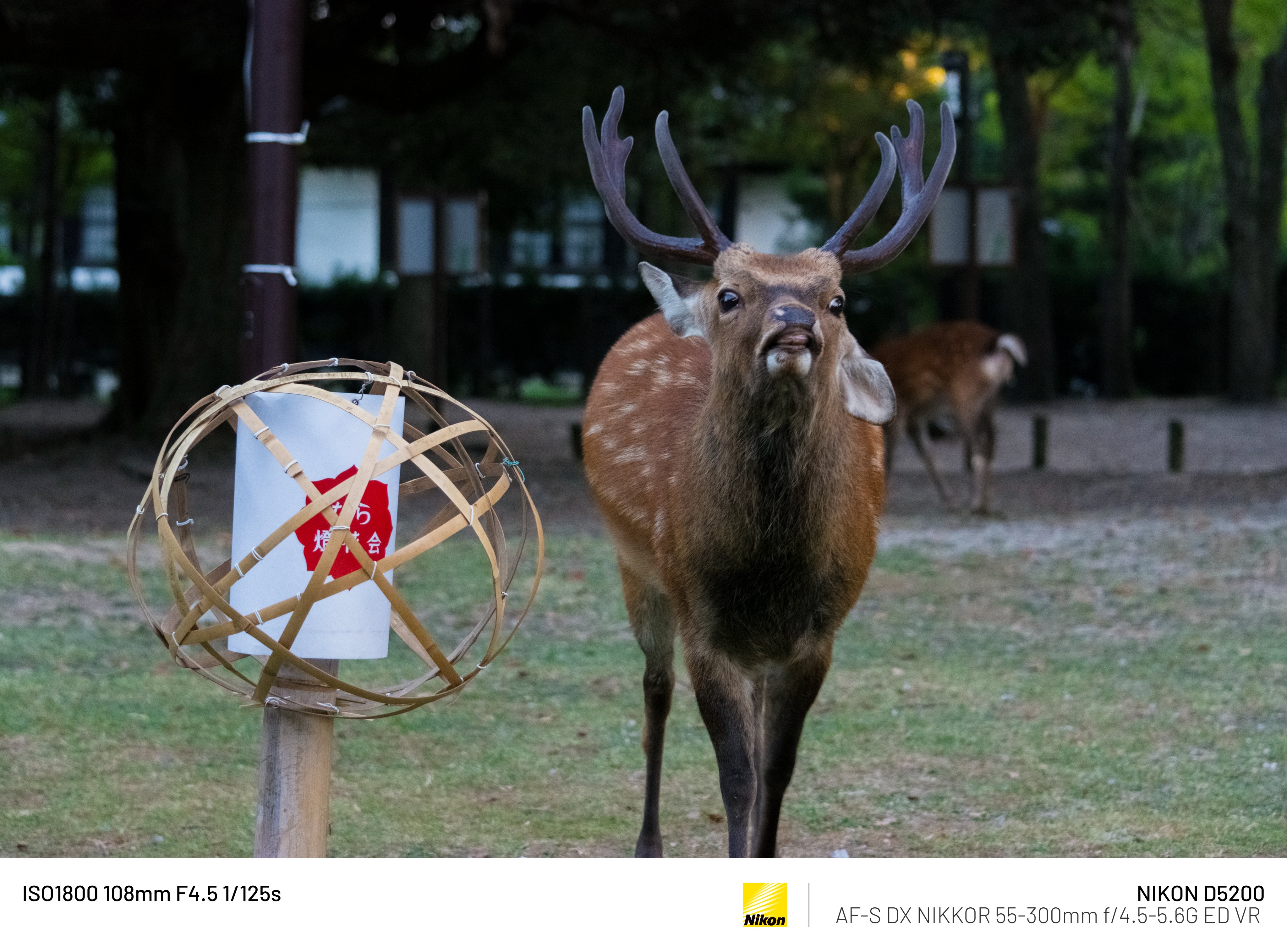 奈良公園 伝説の鹿｜𝓜𝟑