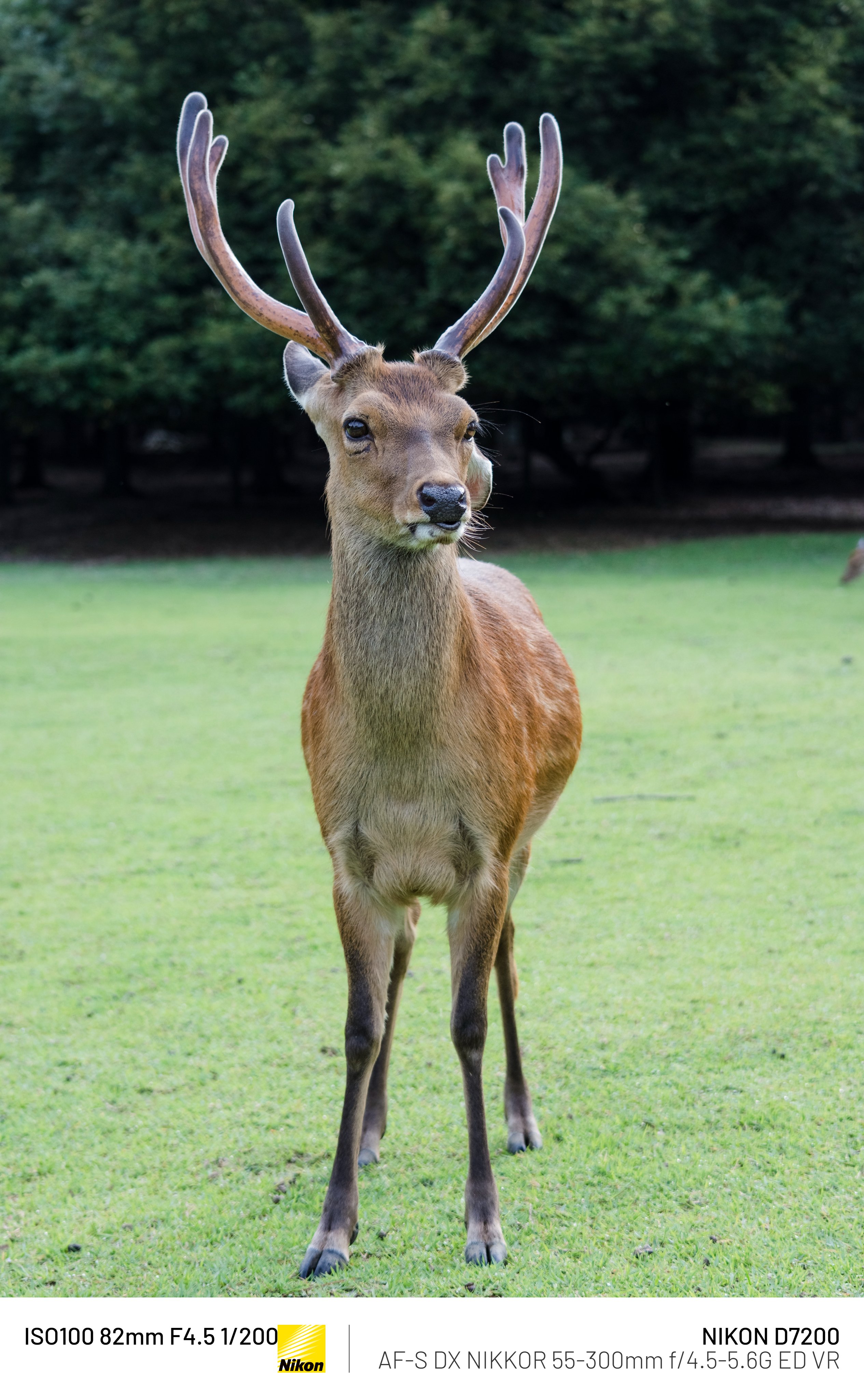 鹿 奈良公園 伝説の鹿｜𝓜𝟑