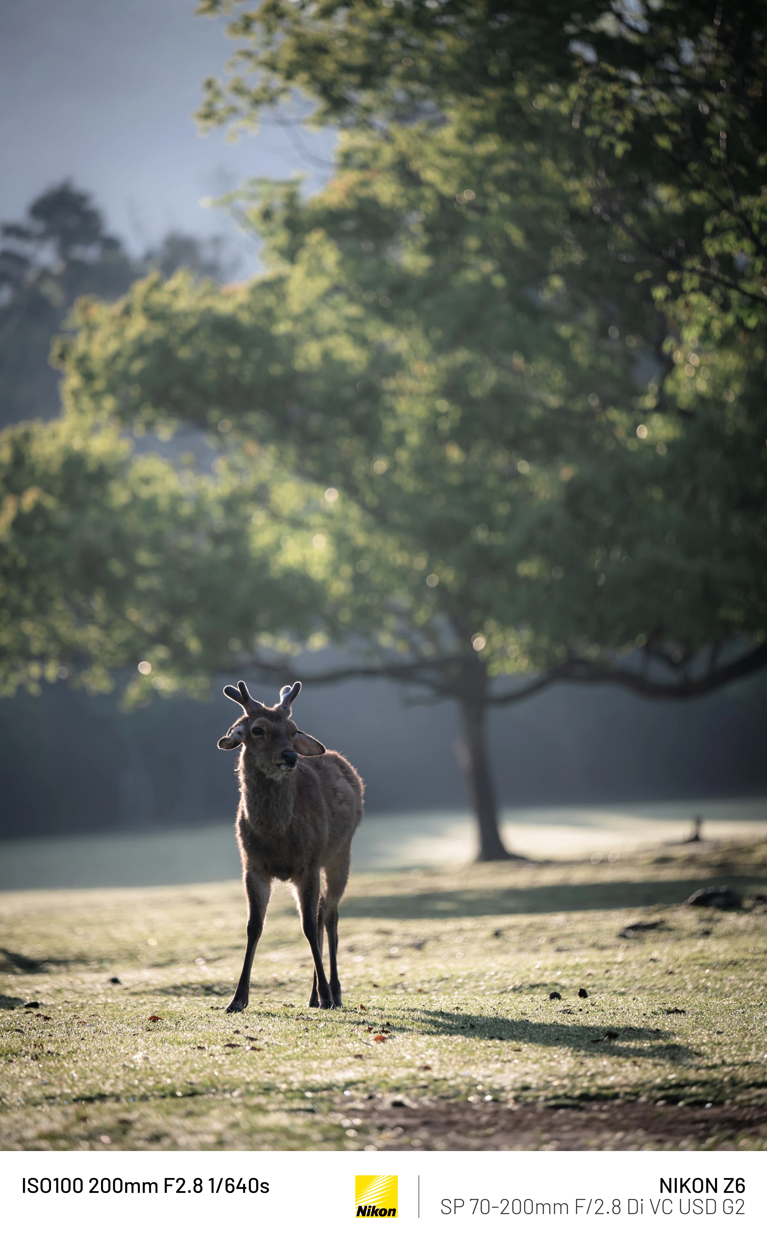 奈良公園 伝説の鹿｜𝓜𝟑