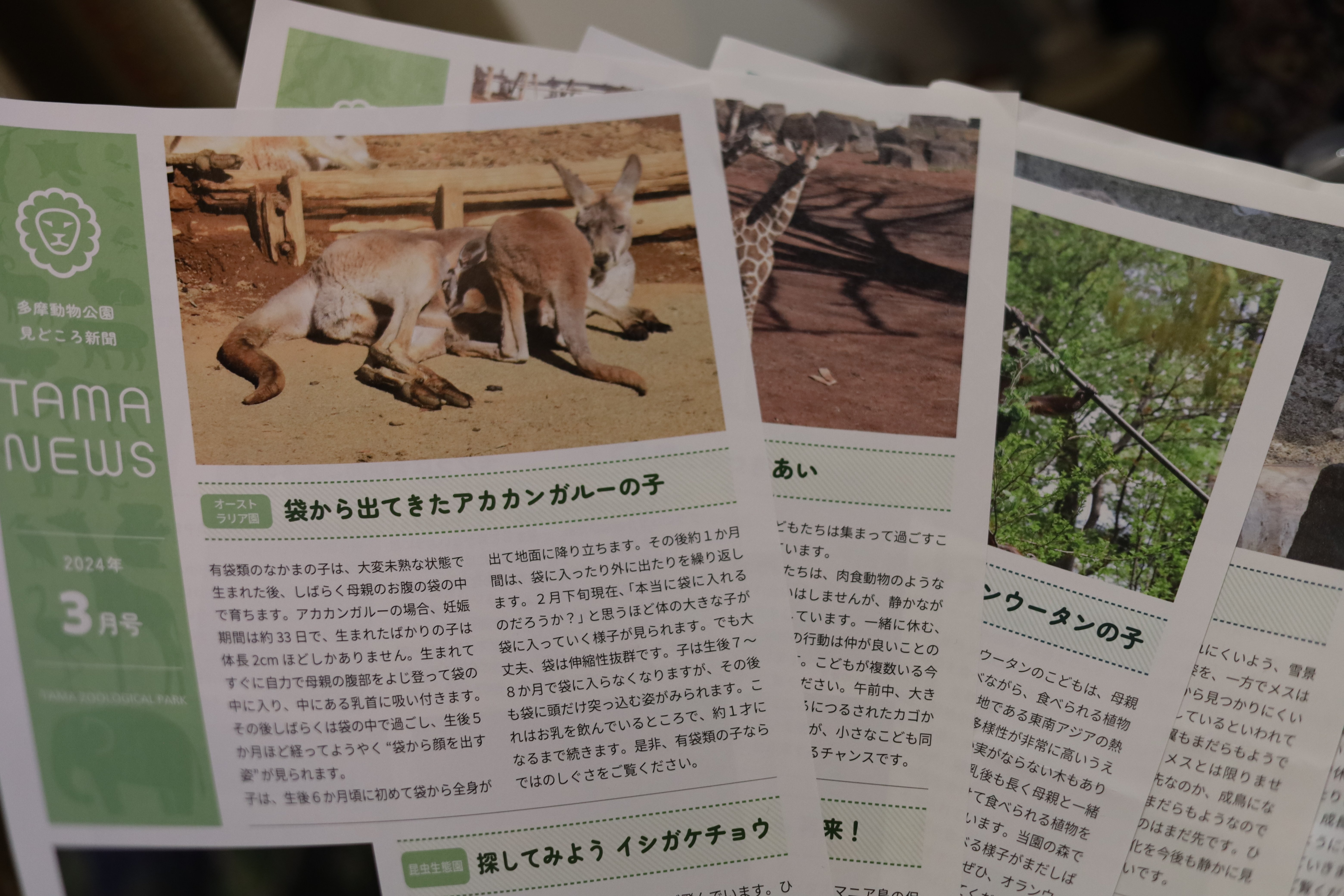 動物園の配布物はウキウキいっぱい｜ふところももんが