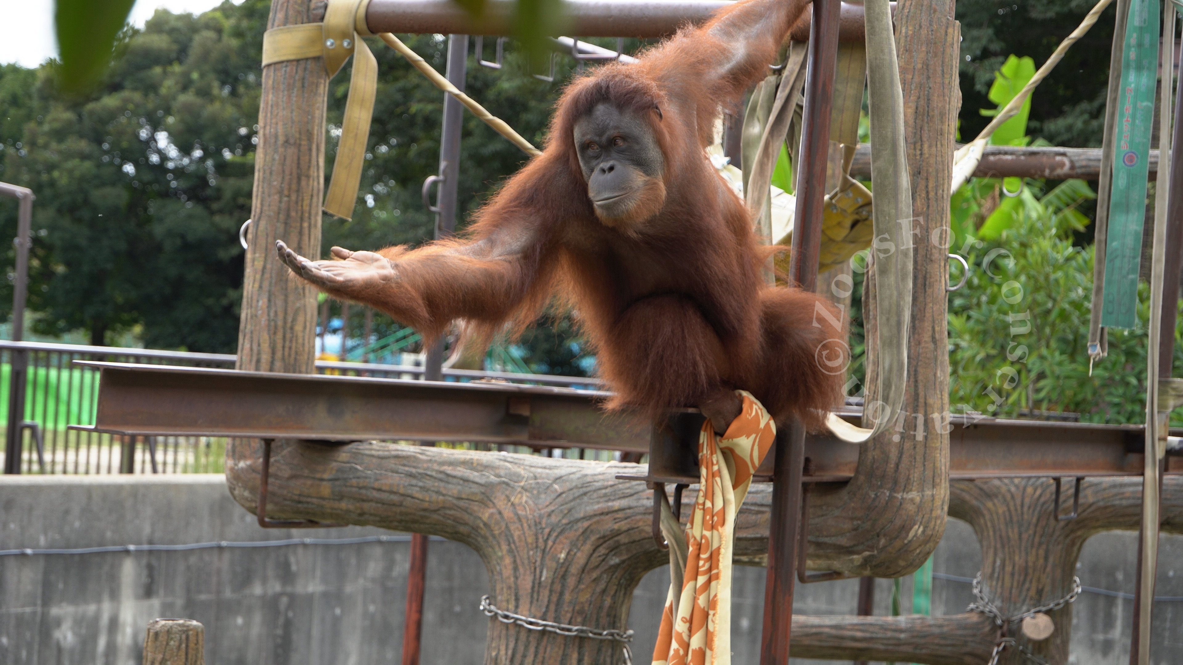 Ichikawa City Zoo 202410wk2｜Zoos For Conservation