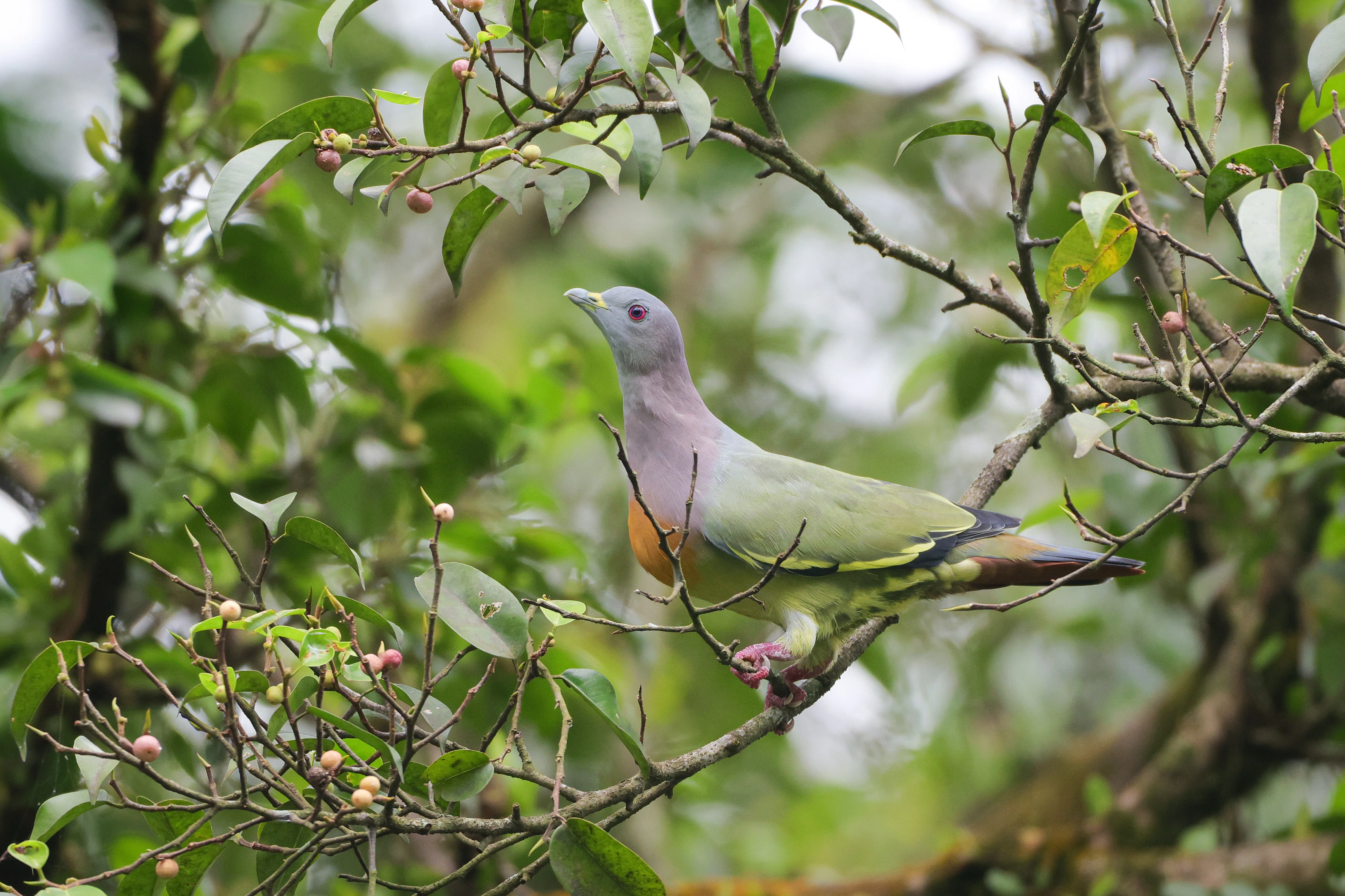 2024.08.26~27 半島マレーシア探鳥 Malaysia birding ②ペルダナ植物園