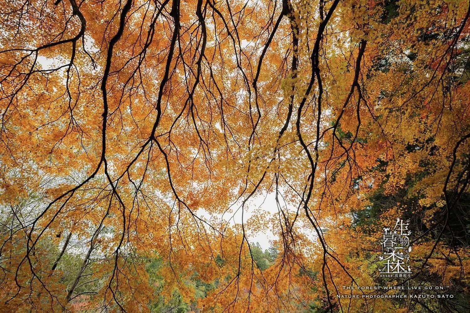 レトロ　壁掛け　色紙　古材　春日杉材　奈良春日山原始林 レトロ壁掛け色紙古材春日杉材奈良春日山原始林