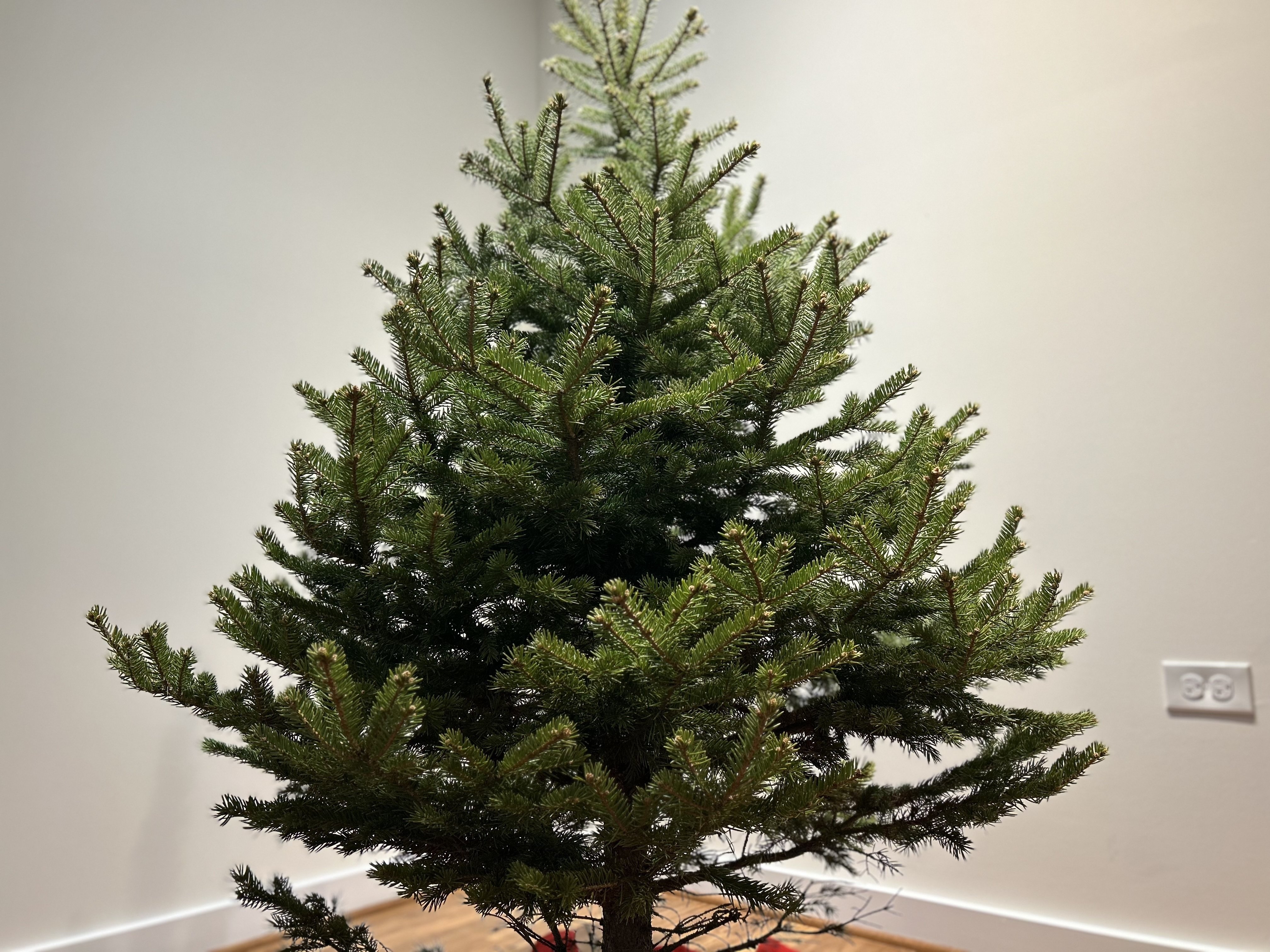 アメリカ】ツリー伐採から始めるクリスマスツリー作り〜今年の冬