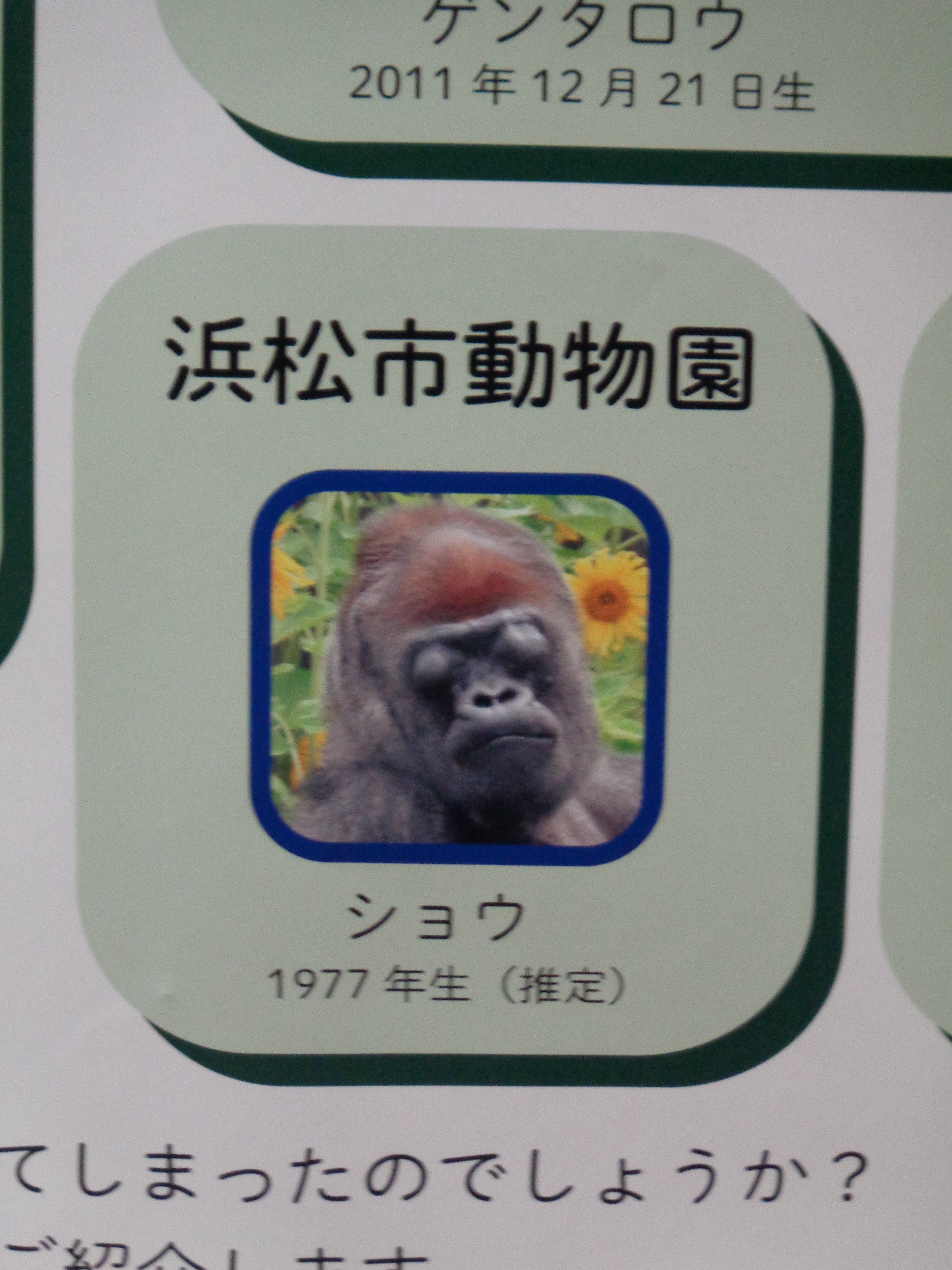 日本ゴリラ化計画】浜松編①はじめましてショウちゃん｜え＠レフト