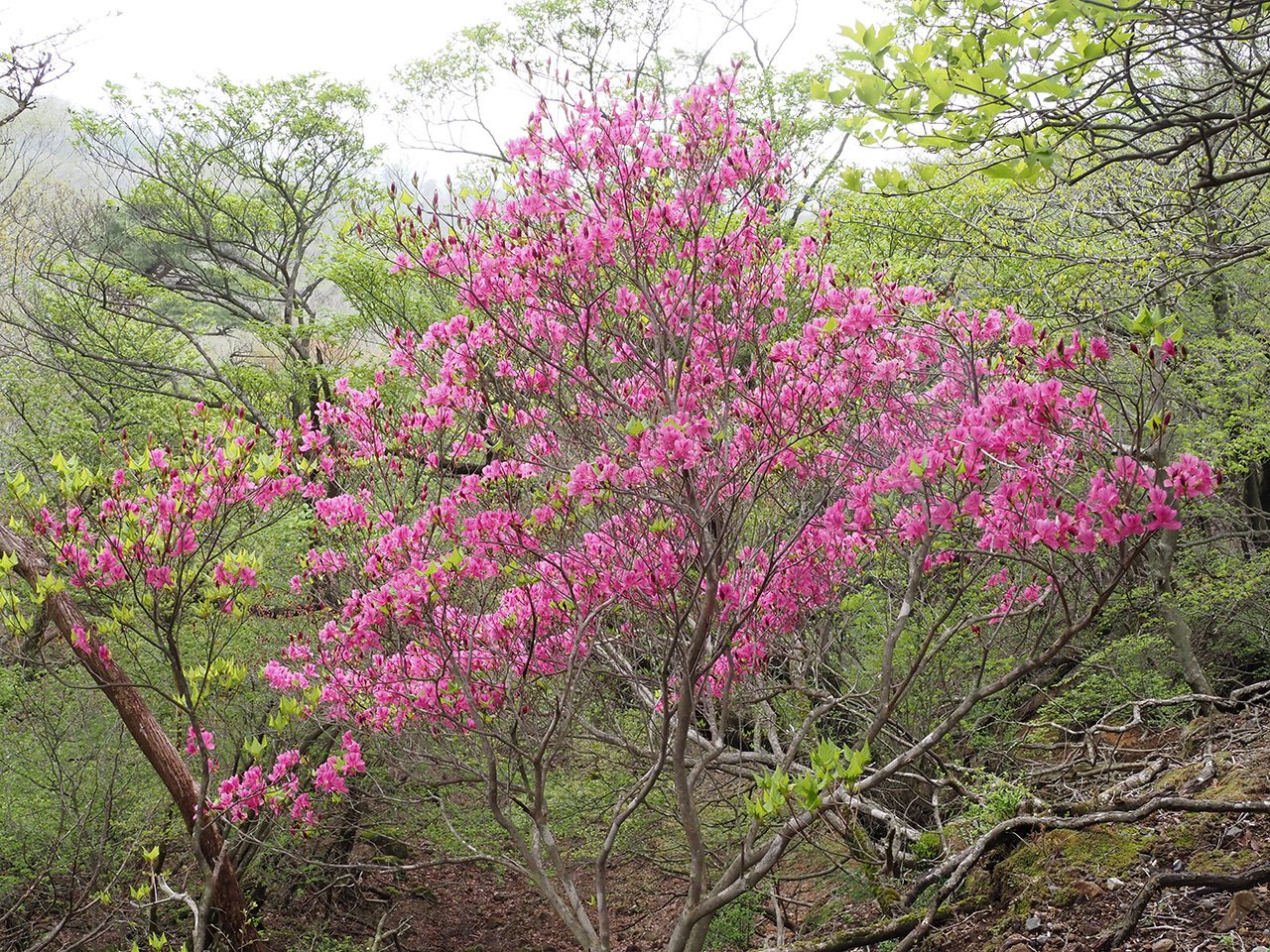 91．ミツバツツジの名所 その2｜sasayan