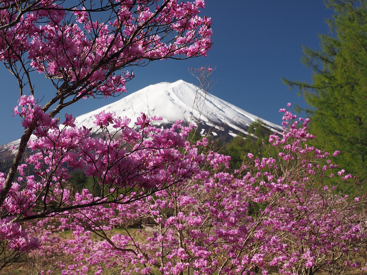 a 山取 ミツバツツジ 山取 ミツバツツジ 特大 70 山採り ミツバツツジ