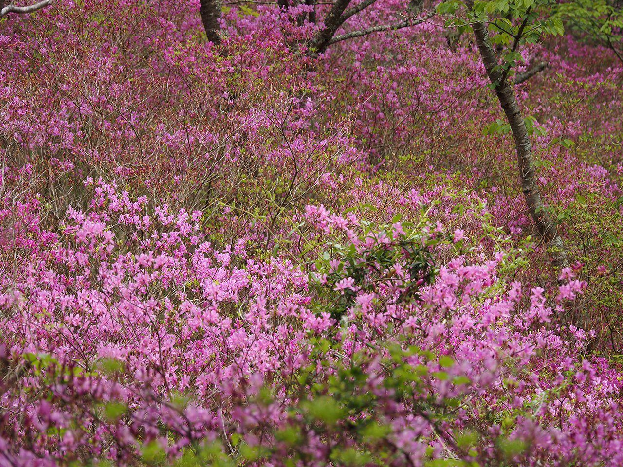 91．ミツバツツジの名所 その2｜sasayan