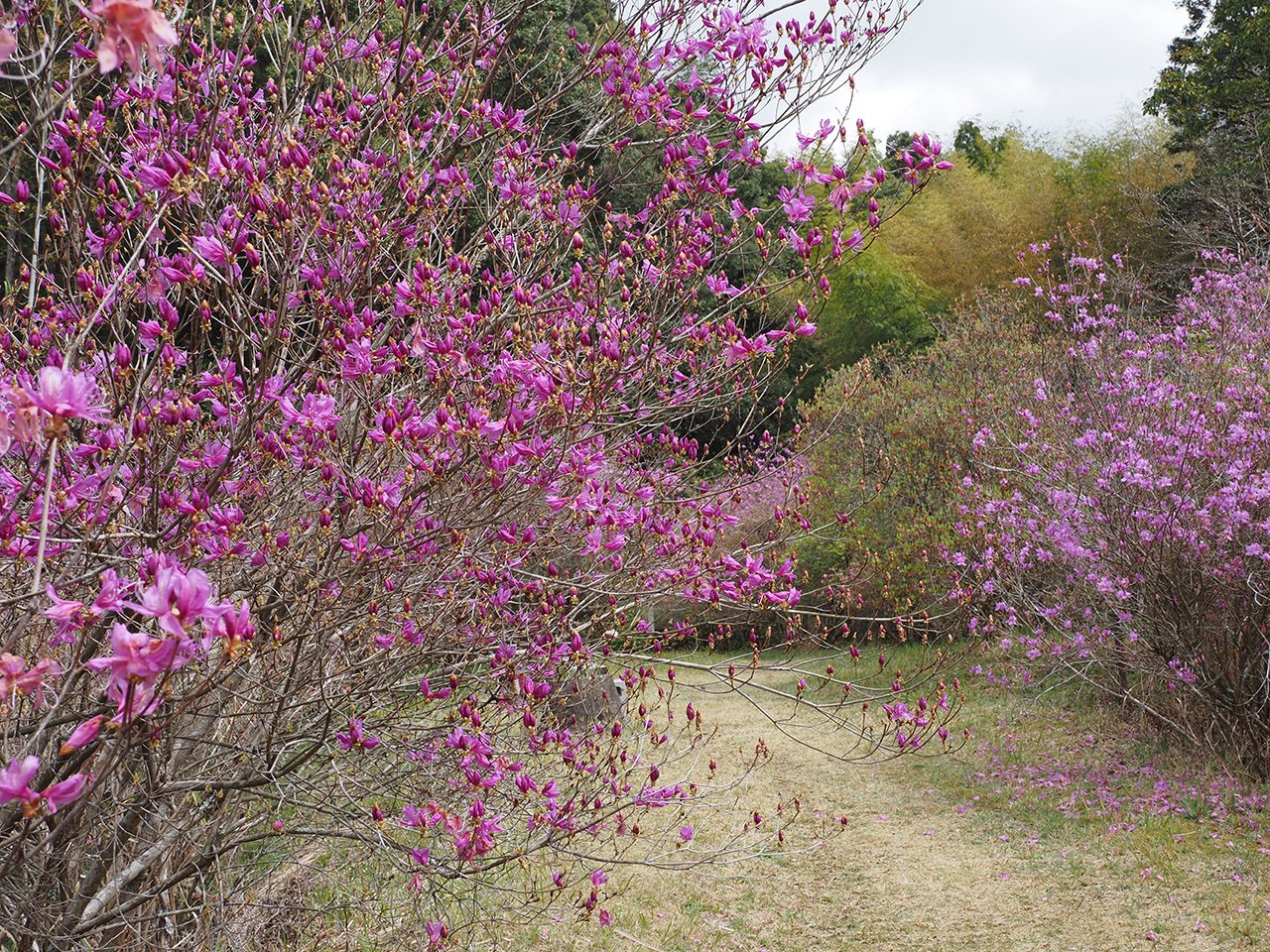 91．ミツバツツジの名所 その2｜sasayan