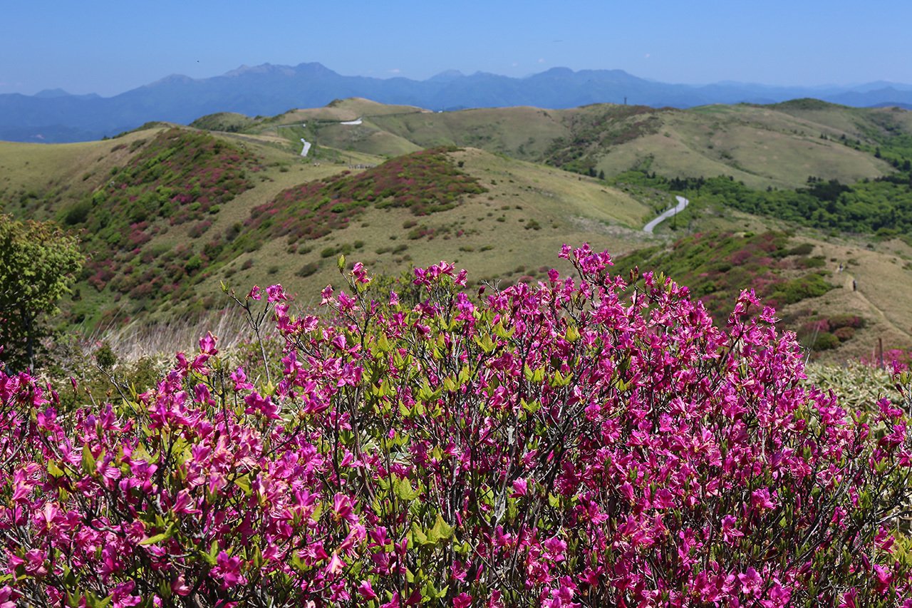 91．ミツバツツジの名所 その2｜sasayan