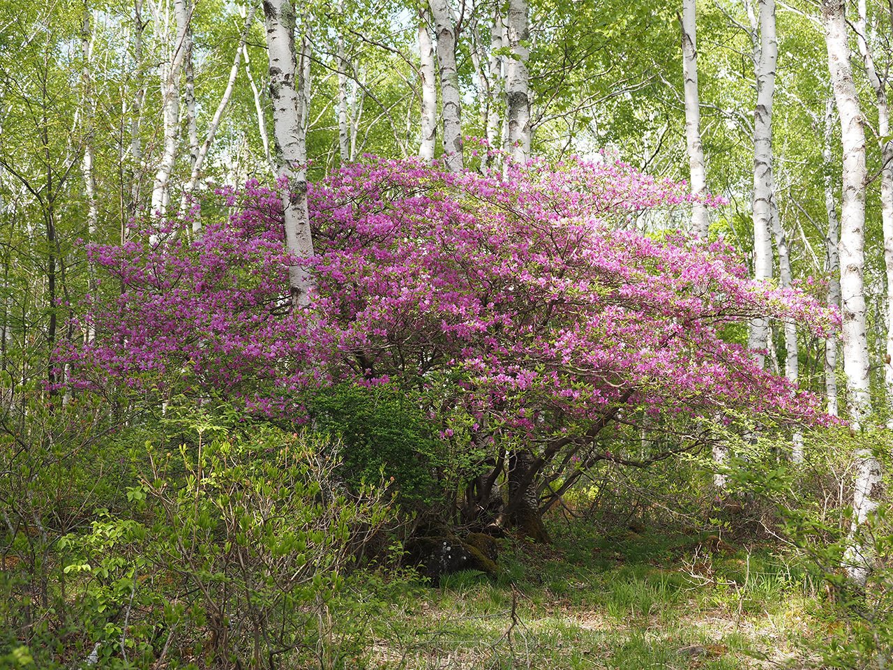 91．ミツバツツジの名所 その2｜sasayan