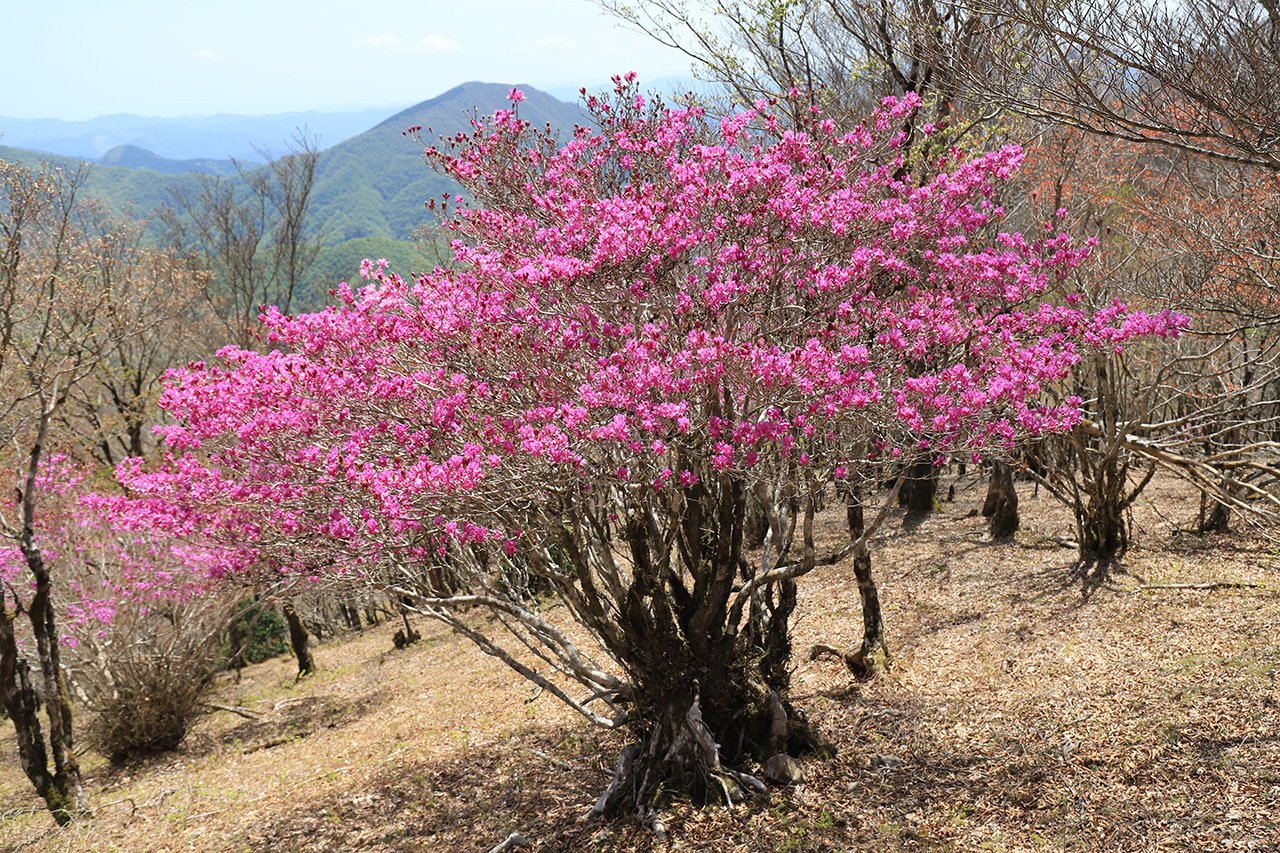 91．ミツバツツジの名所 その2｜sasayan