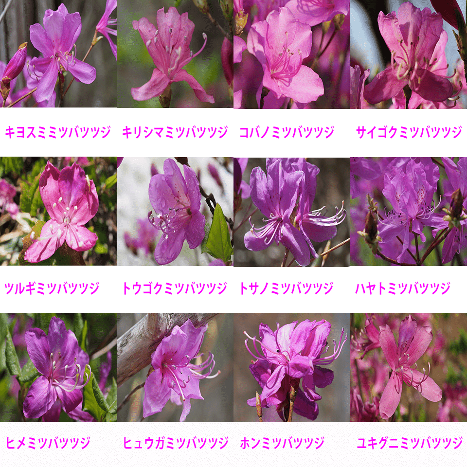 91．ミツバツツジの名所 その2｜sasayan