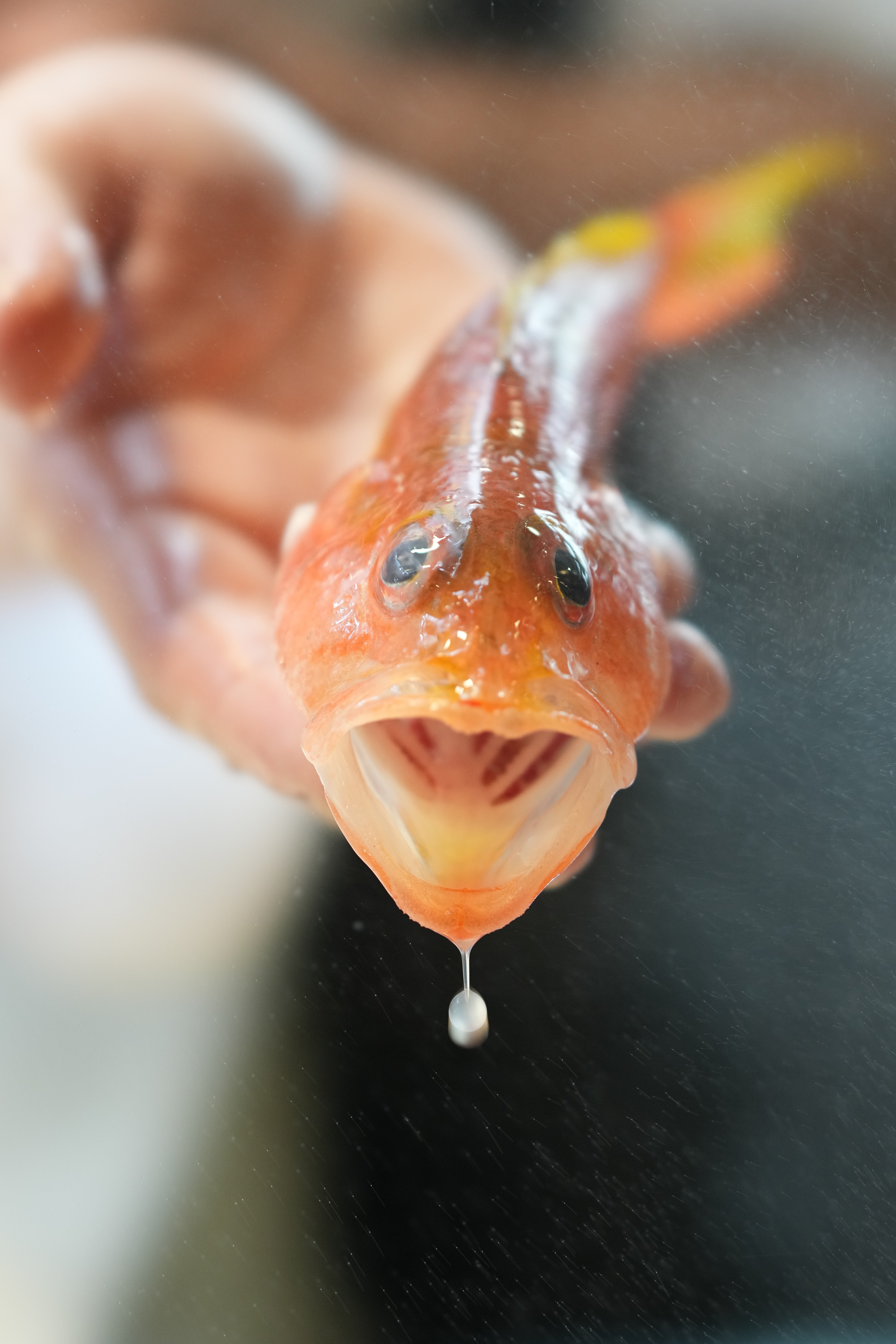 アカトラギスはめちゃくちゃ美味い。｜imaikazumasa