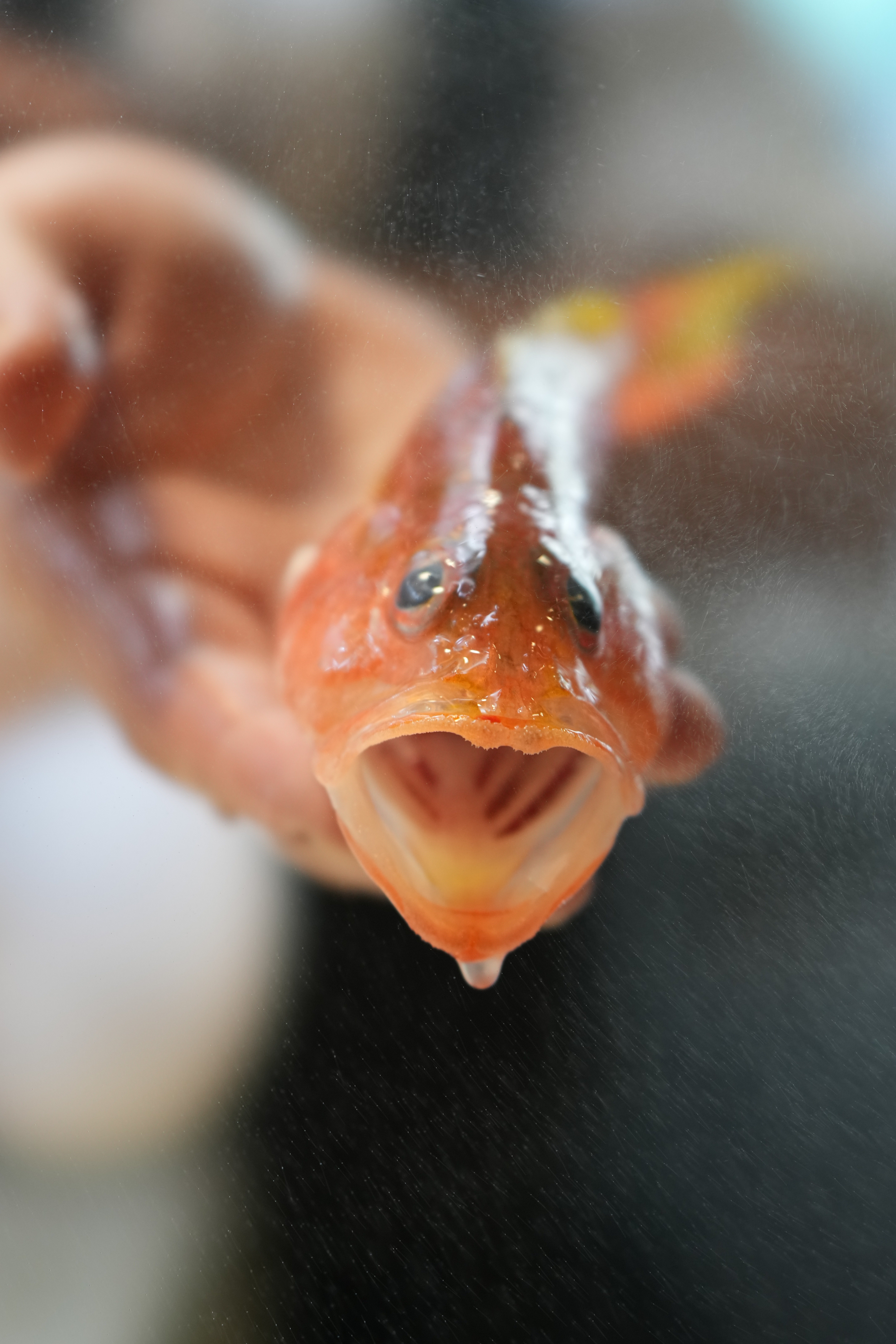 アカトラギスはめちゃくちゃ美味い。｜imaikazumasa