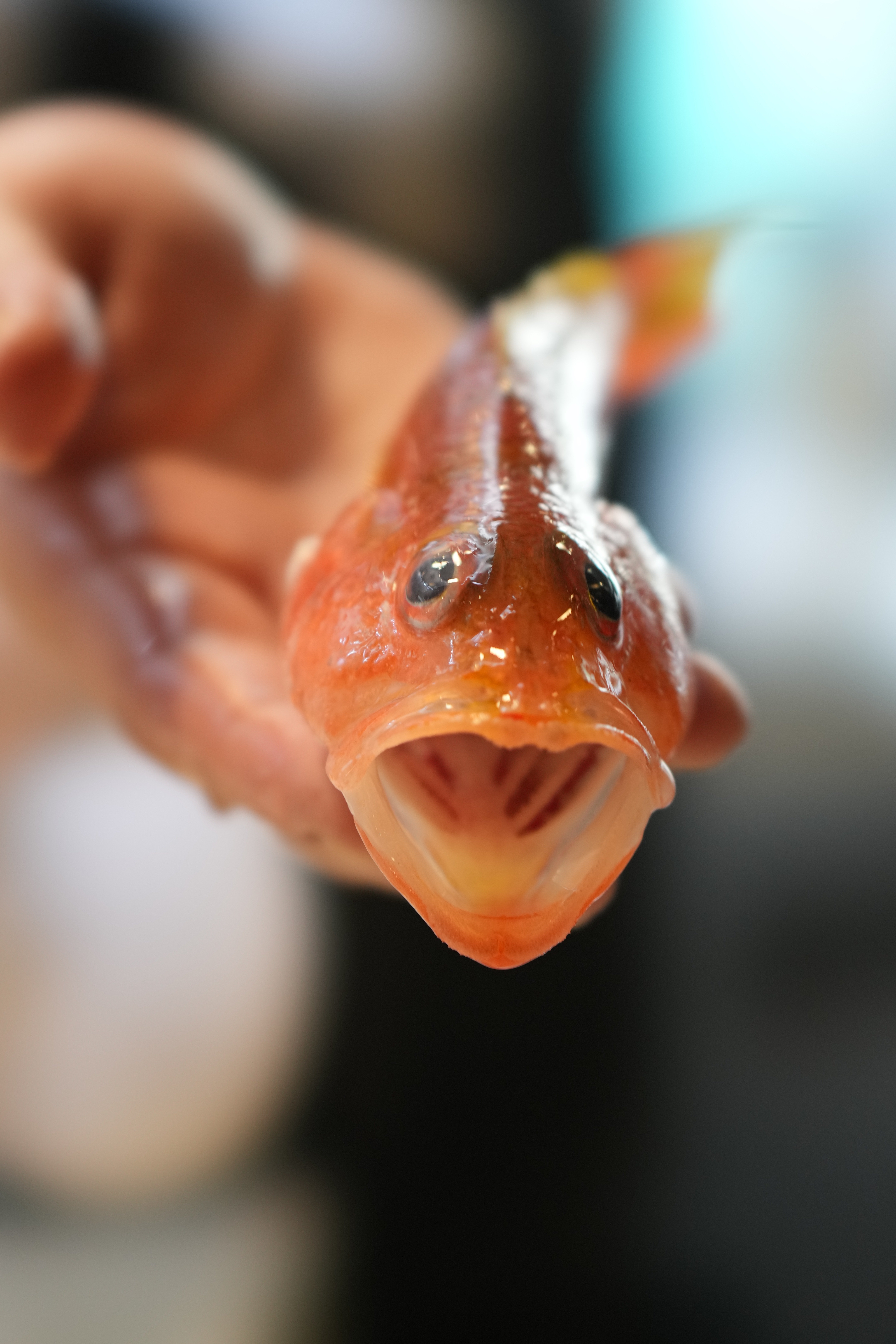  気難しいオレンジの魚 明るいオレンジ色のダムーザスの一種であるガリバルディ魚（ハイプス