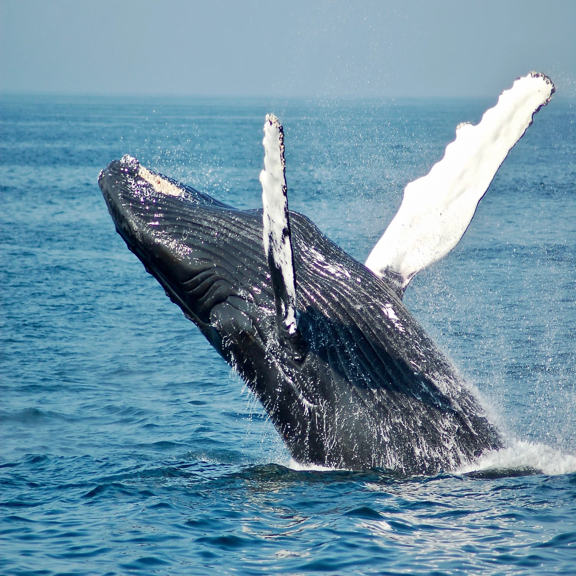 クジラ｜神聖で雄大なクジラたち｜くじまる at9p.m.