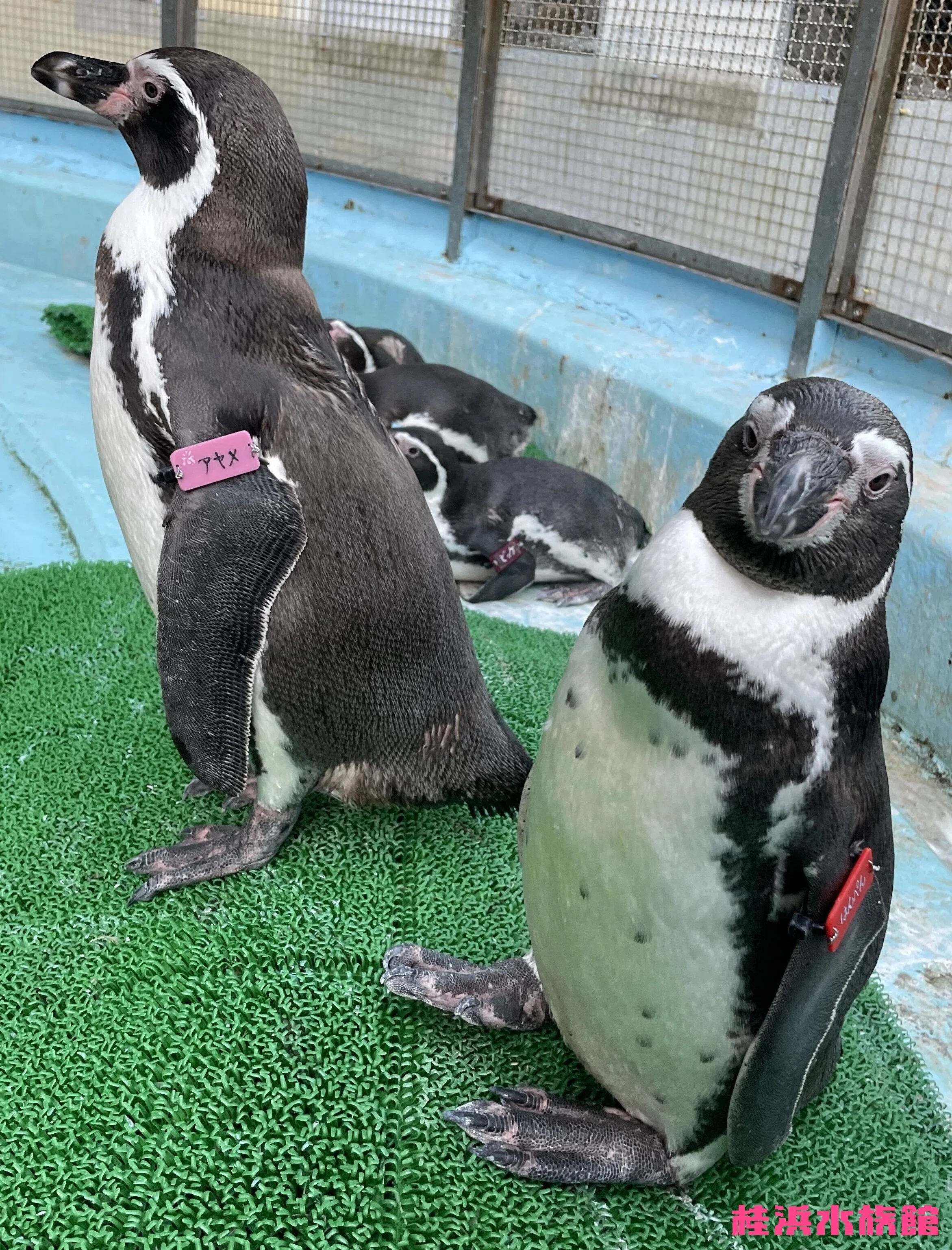 ペンギンたちの誕生日と名前の由来、一挙公開！｜桂浜水族館 公式