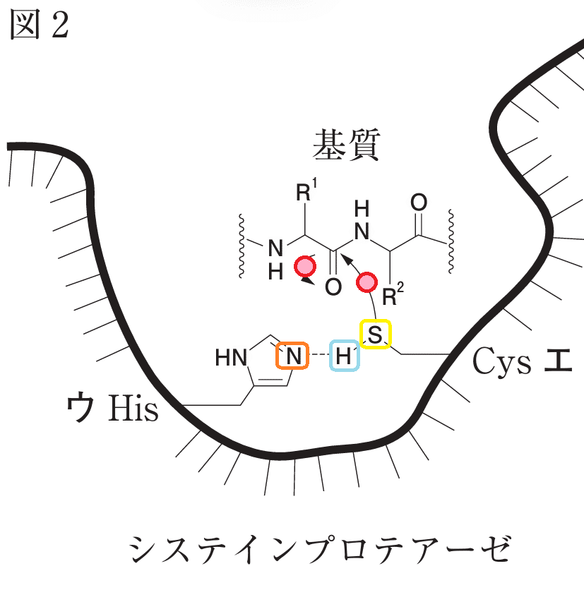 専用　　　図解薬理学 第108回薬剤師国家試験 問112（理論問題） 電子伝達系