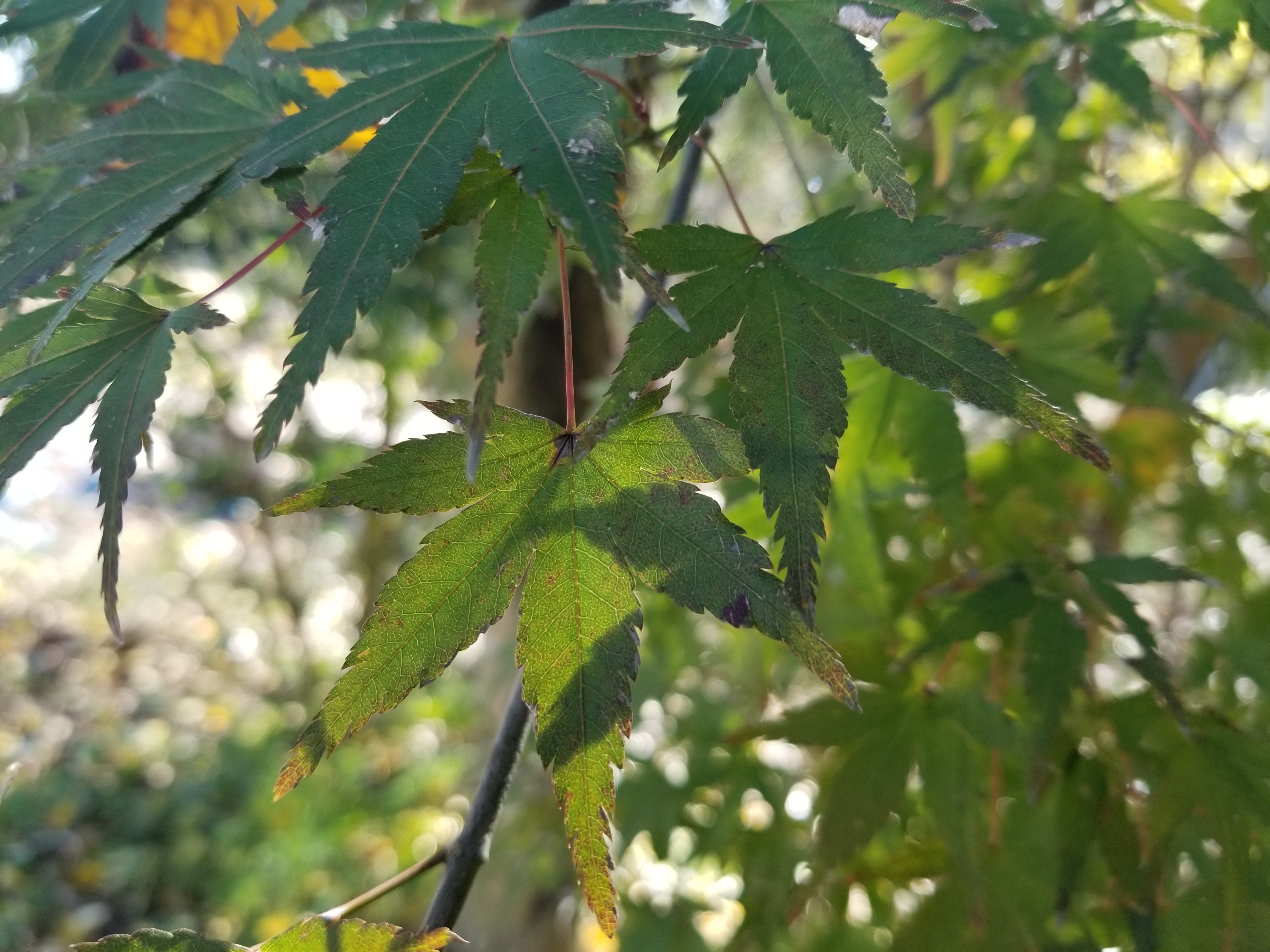 形の違う葉｜駄文置き場
