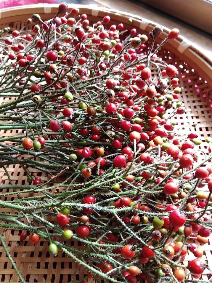 14,ローズヒップ 出品しました｜happy pine cone