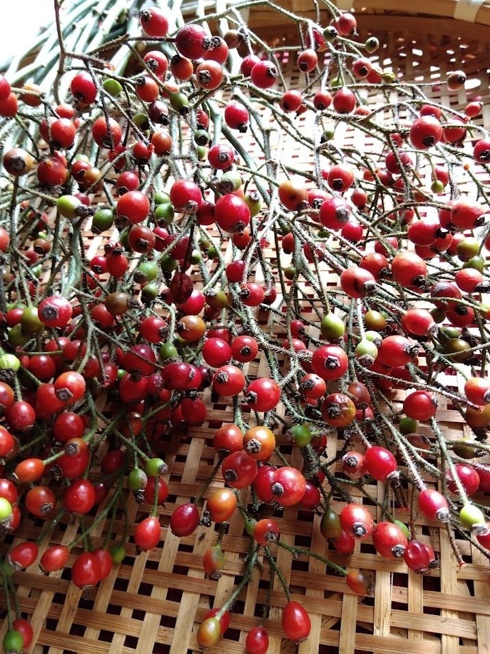 14,ローズヒップ 出品しました｜happy pine cone