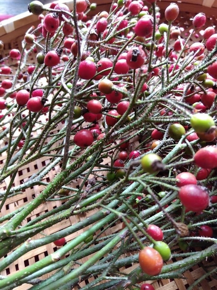 ローズヒップ確認用 ノイバラのローズヒップ（ローズガーデン） | ♪♪♪ローズガーデン