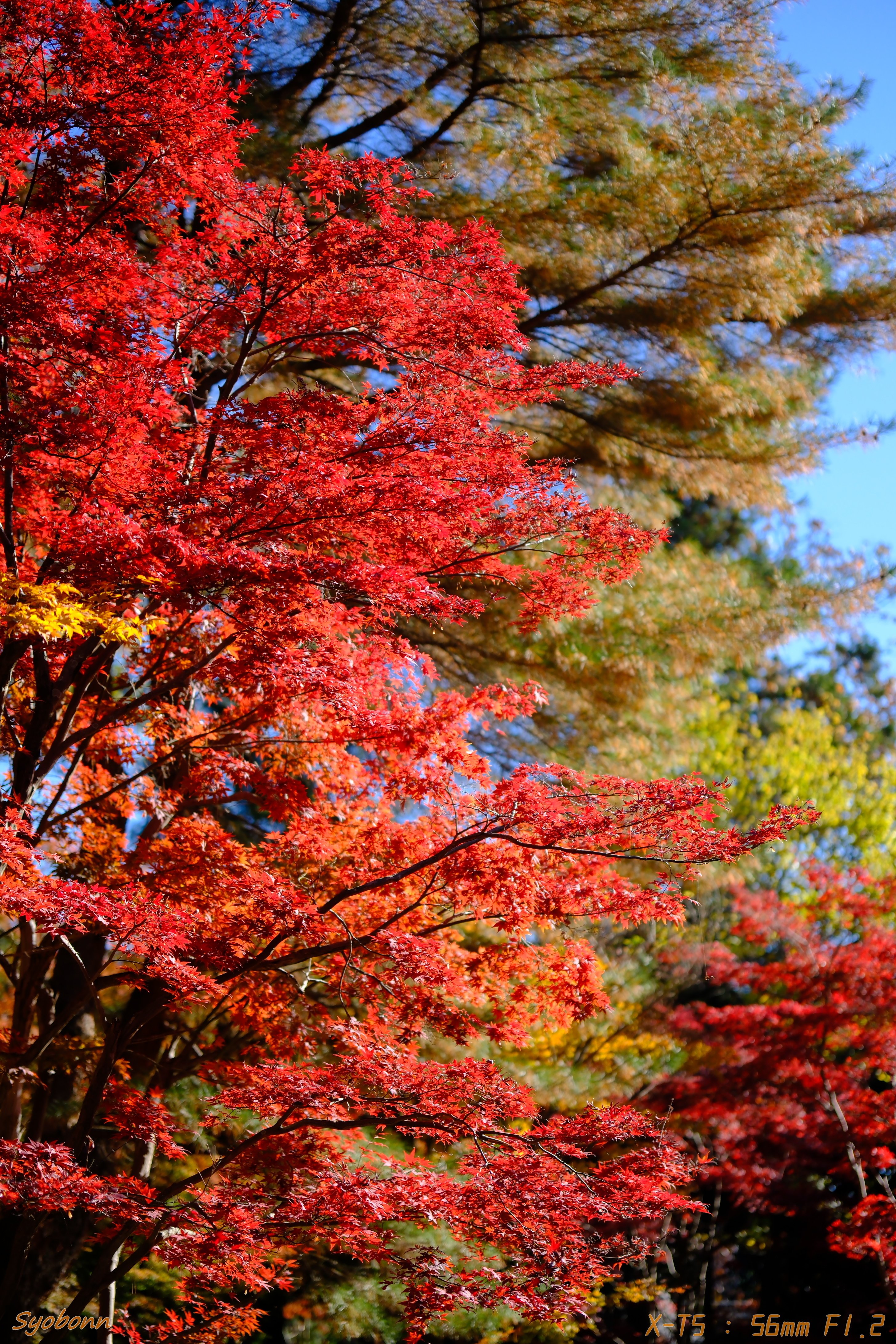 XF56mmF1.2WRで撮る紅葉 #113_2411｜(´・ω・｀)