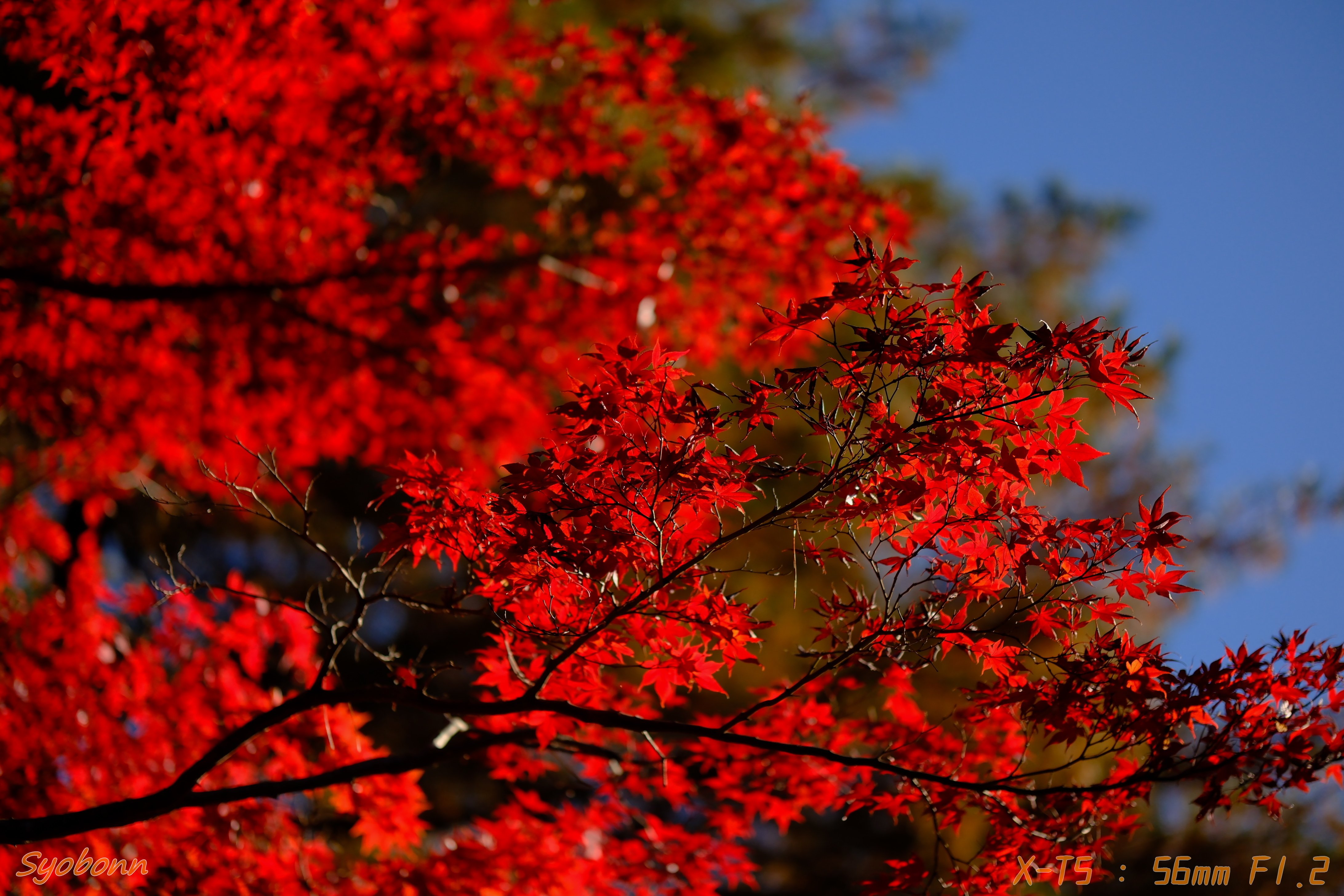 XF56mmF1.2WRで撮る紅葉 #113_2411｜(´・ω・｀)