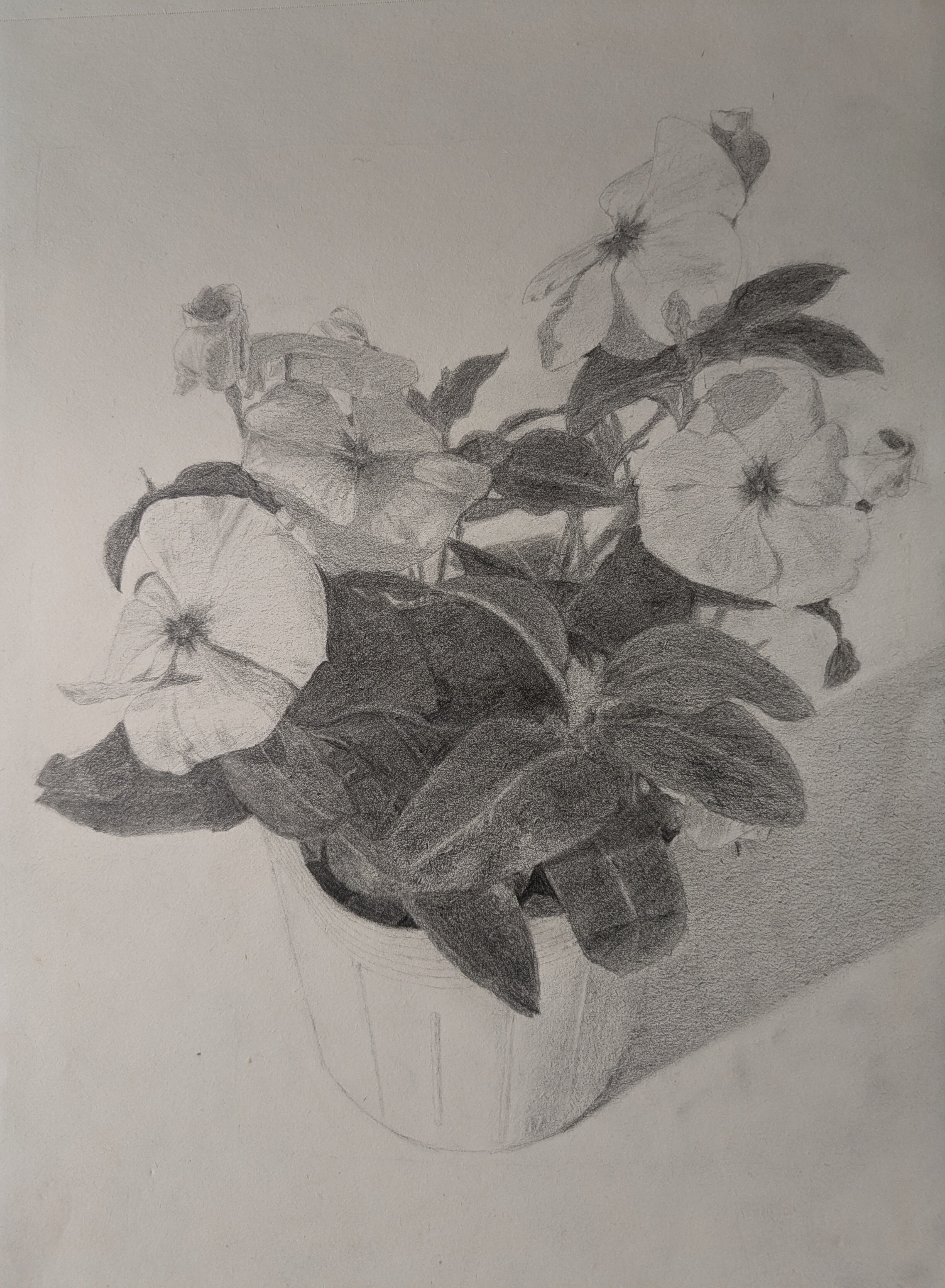 デッサン34回目(花の鉢19回目）｜えのべん