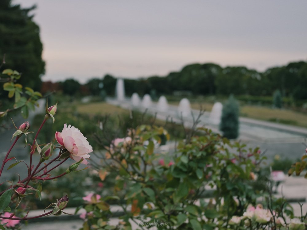 須磨浦公園から須磨離宮公園｜いしうさぎ