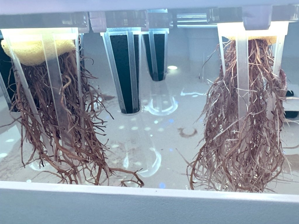中学　ハダカ 野菜の水耕栽培をはじめた｜中学受験ウォッチ