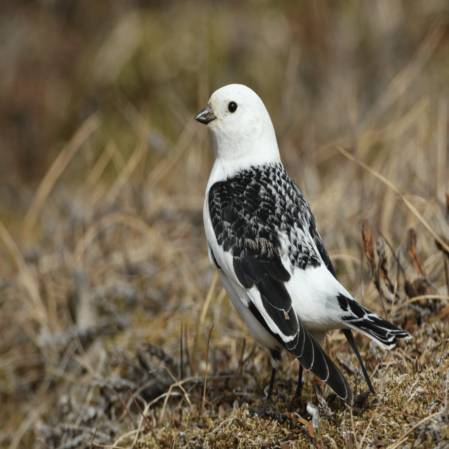 シカゴでバードウォッチング！】 Rough-legged Hawk ケアシノスリ